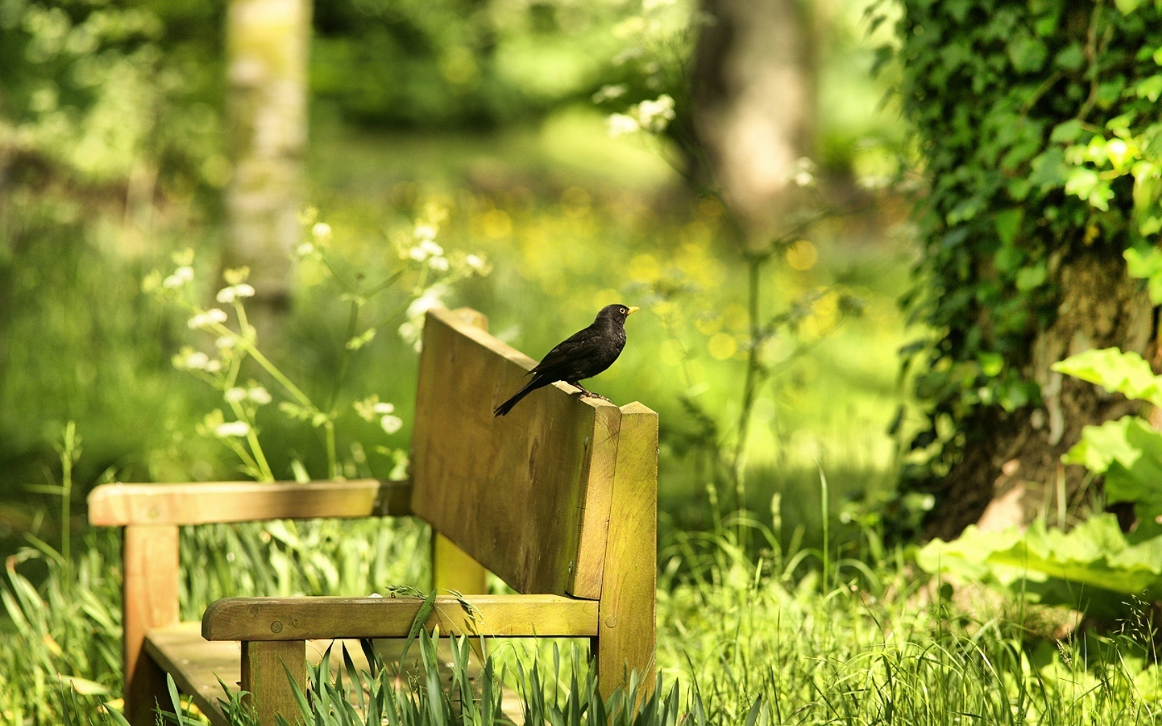 Garden Wallpaper - HD Wallpaper 