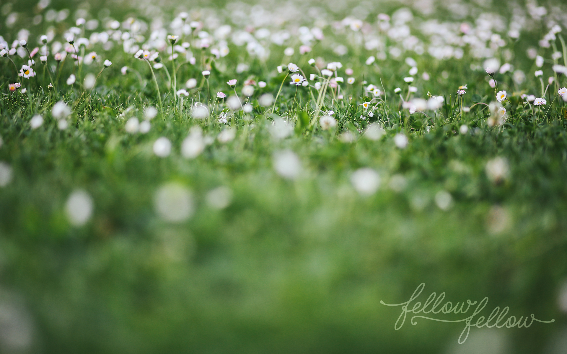 Dandelion - HD Wallpaper 