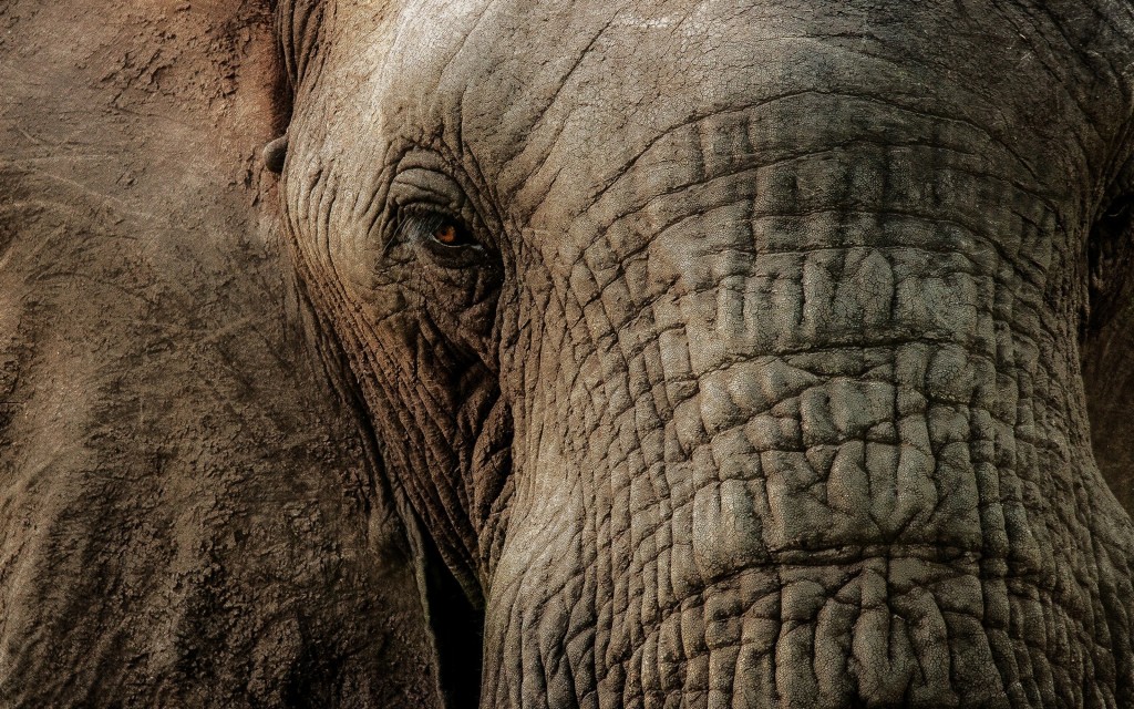 Elephant Wallpaper 4k - 1024x640 Wallpaper Elephant Wallpaper 4k - 1024x640 Wallpaper