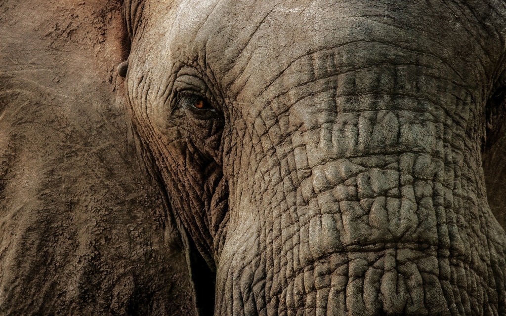 Elephant Wallpaper 4k - HD Wallpaper 