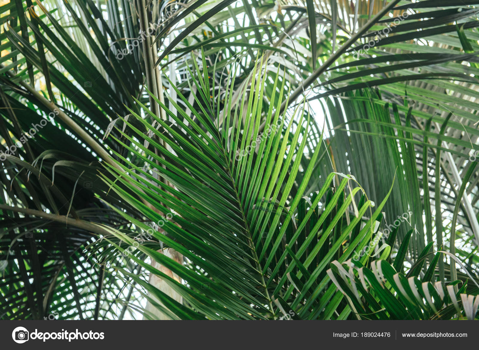 Palm Tree Leaves Wallpaper Real - HD Wallpaper 