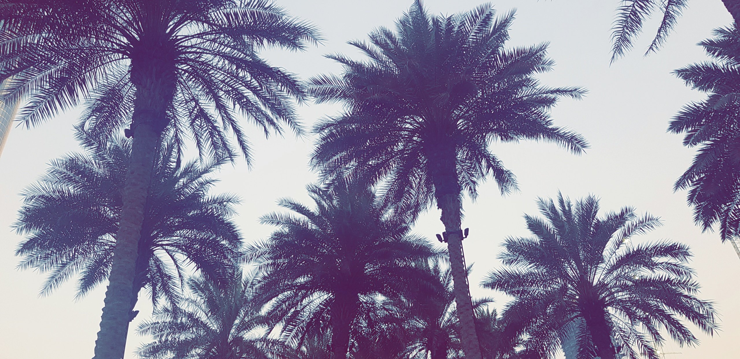 Palm Tree Wallpaper 4k - HD Wallpaper 