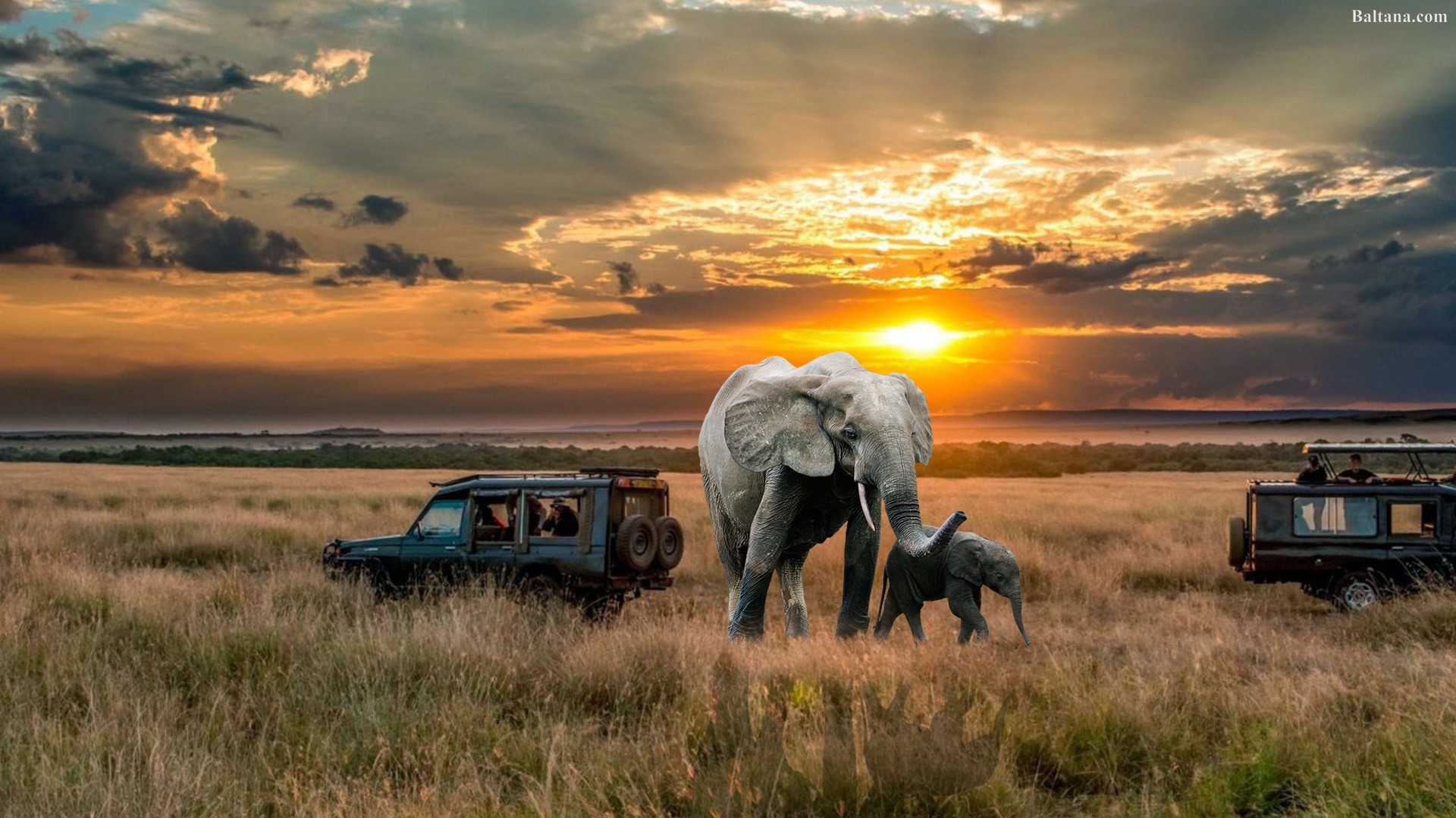 Elephant Hd Desktop Wallpaper - African Safari Desktop - HD Wallpaper 