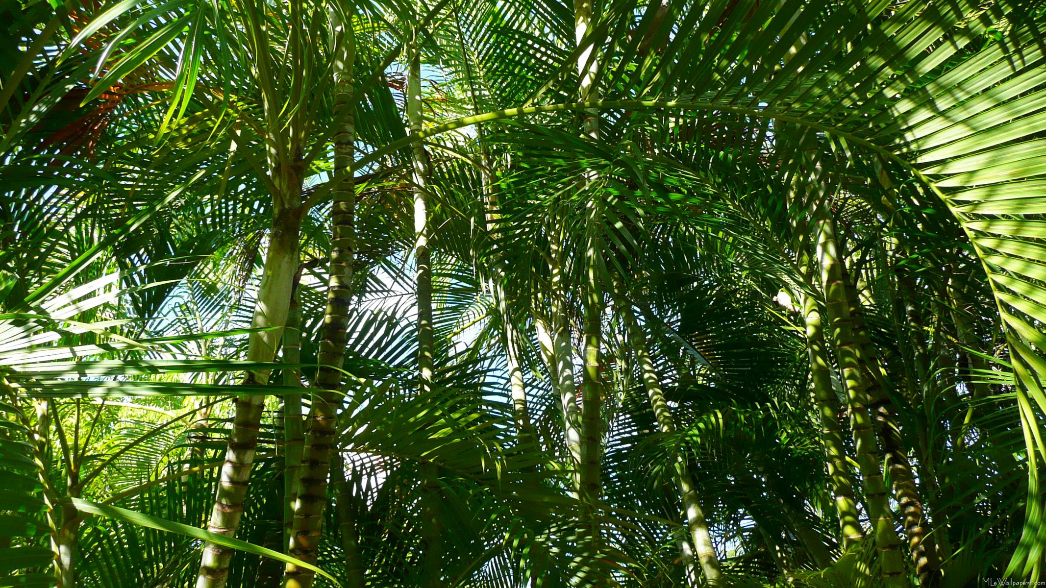Forest Of Palm Trees - Palm Tree Wallpaper Green - HD Wallpaper 