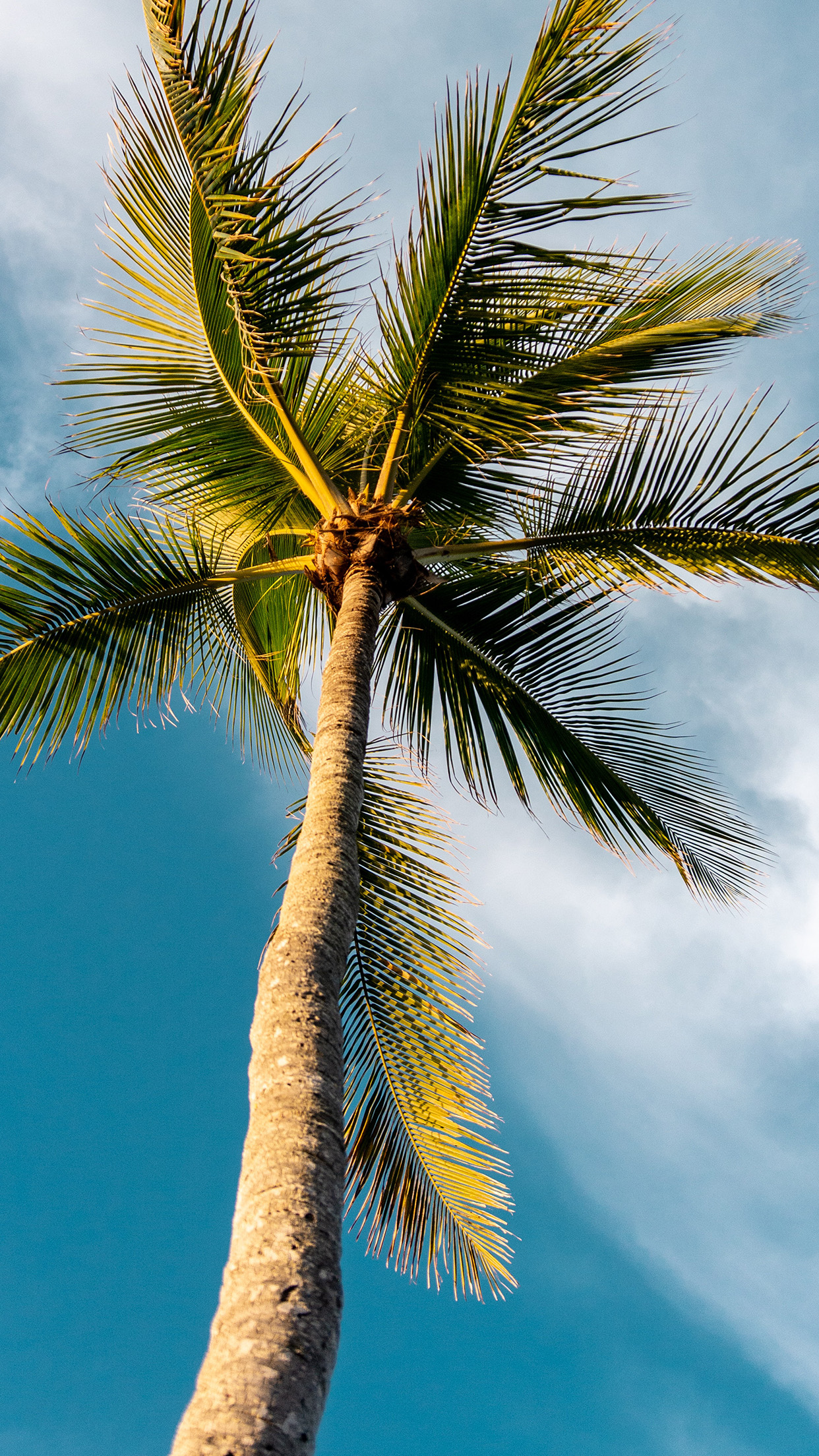 Hd Palm Tree Iphone - HD Wallpaper 