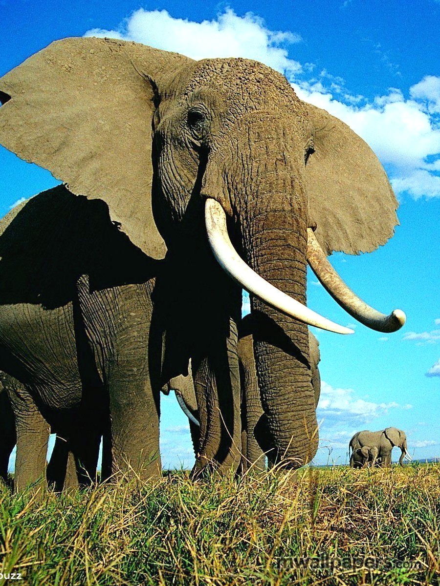 Elephant Wallpaper Hd - Elephants Wallpaper Hd - HD Wallpaper 