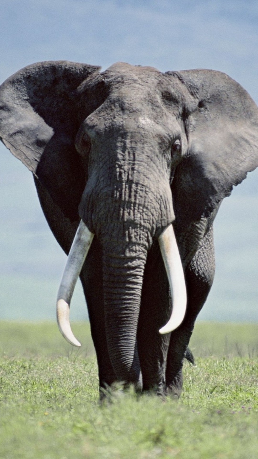 Elephant Wallpapers Iphone 6 Plus 
 Data Src Gorgerous - High Resolution Elephant Hd - HD Wallpaper 