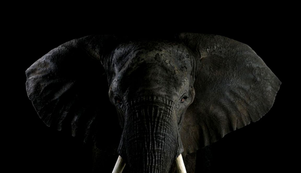 Black Wallpaper Elephant Amazing Wallpaper Hd Library - Black And White Elephant Desktop - HD Wallpaper 