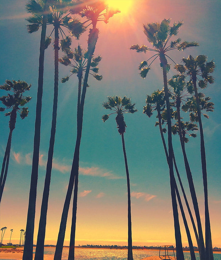 Green Palm Trees Wallpaper, San Diego, Sun, Sky, Sunset, - HD Wallpaper 