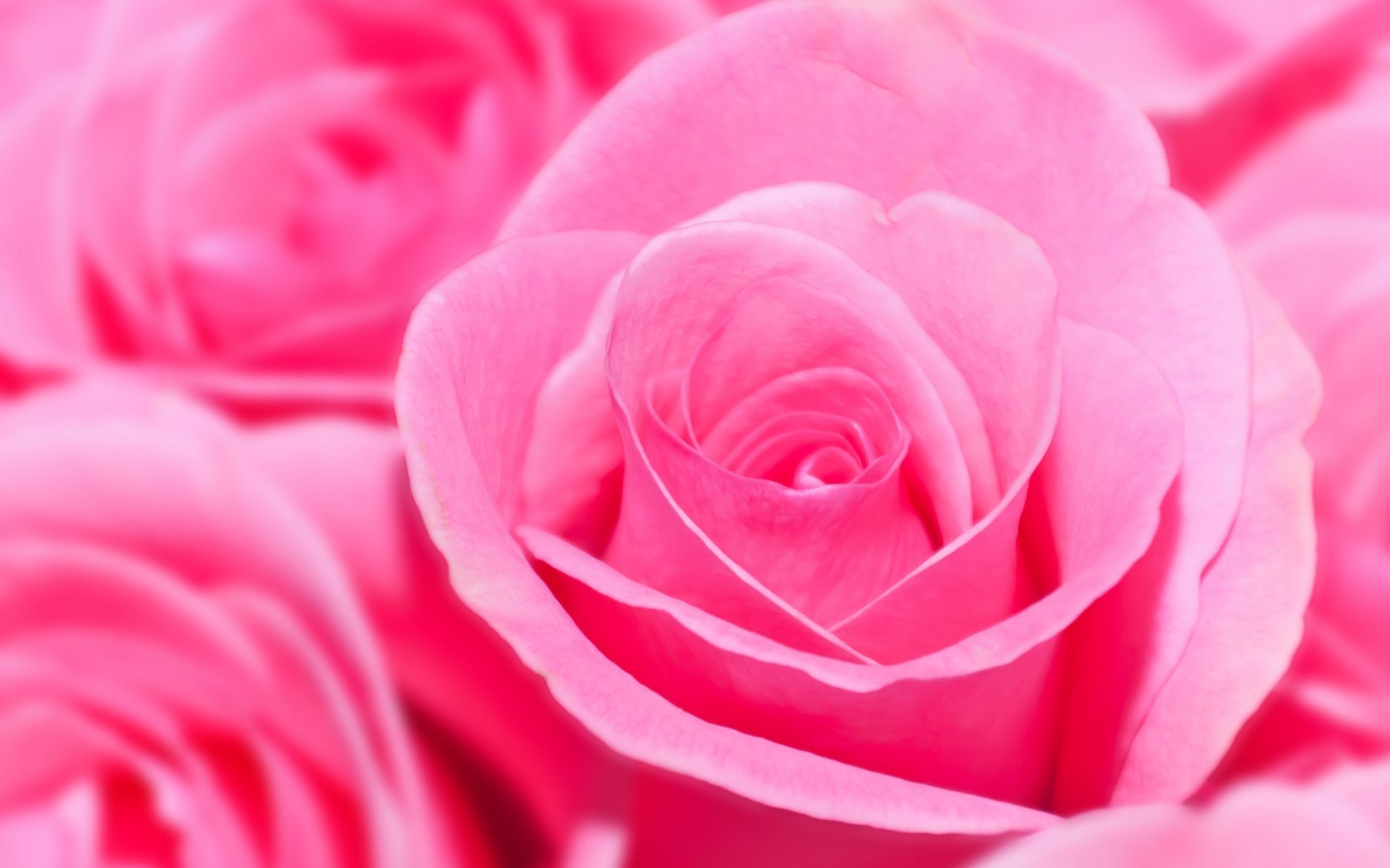 Pink Rose Images Hd - HD Wallpaper 
