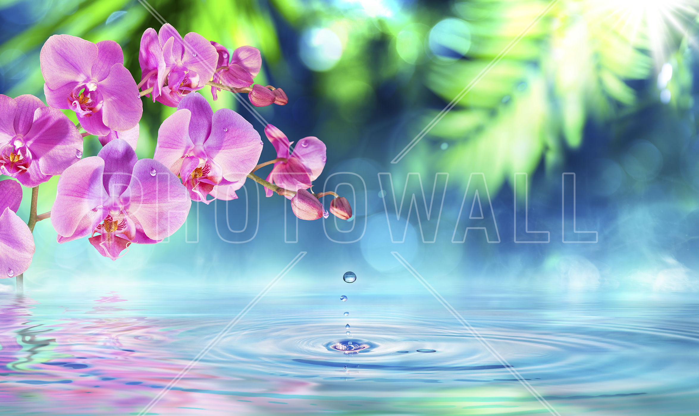 Zen Spa Orchid - Hd Wallpaper For Pc Flower - HD Wallpaper 