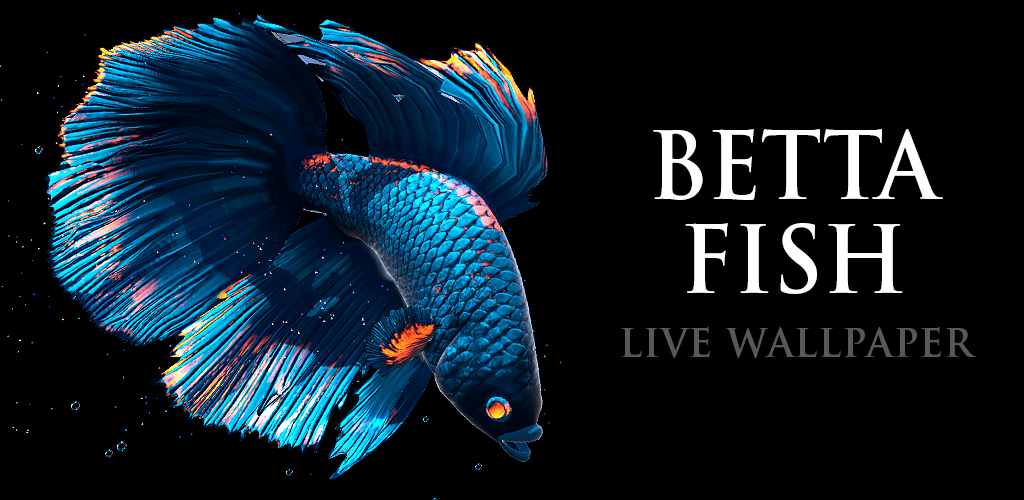 Live Wallpaper Betta Fish - HD Wallpaper 