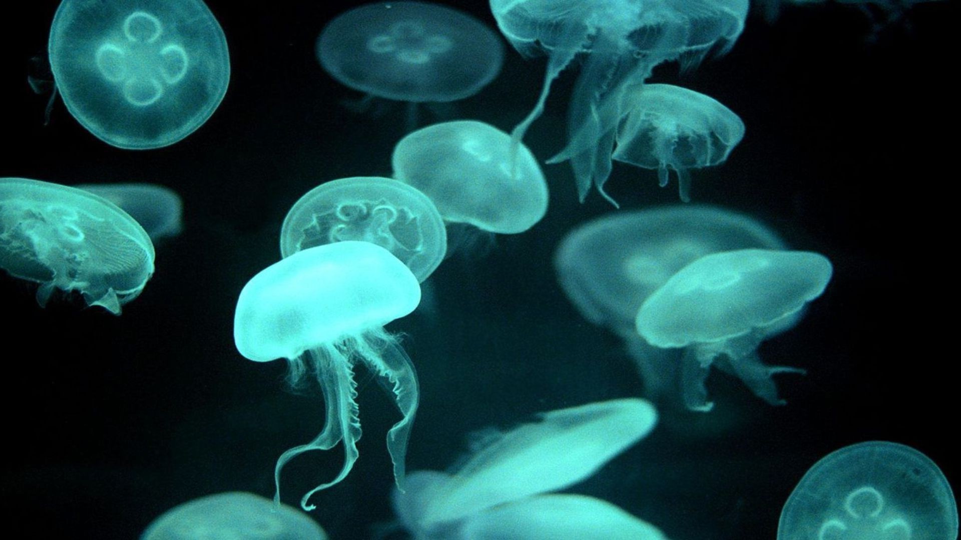 Jellyfish Wallpaper Download Free - Ponyo In Real Life - HD Wallpaper 