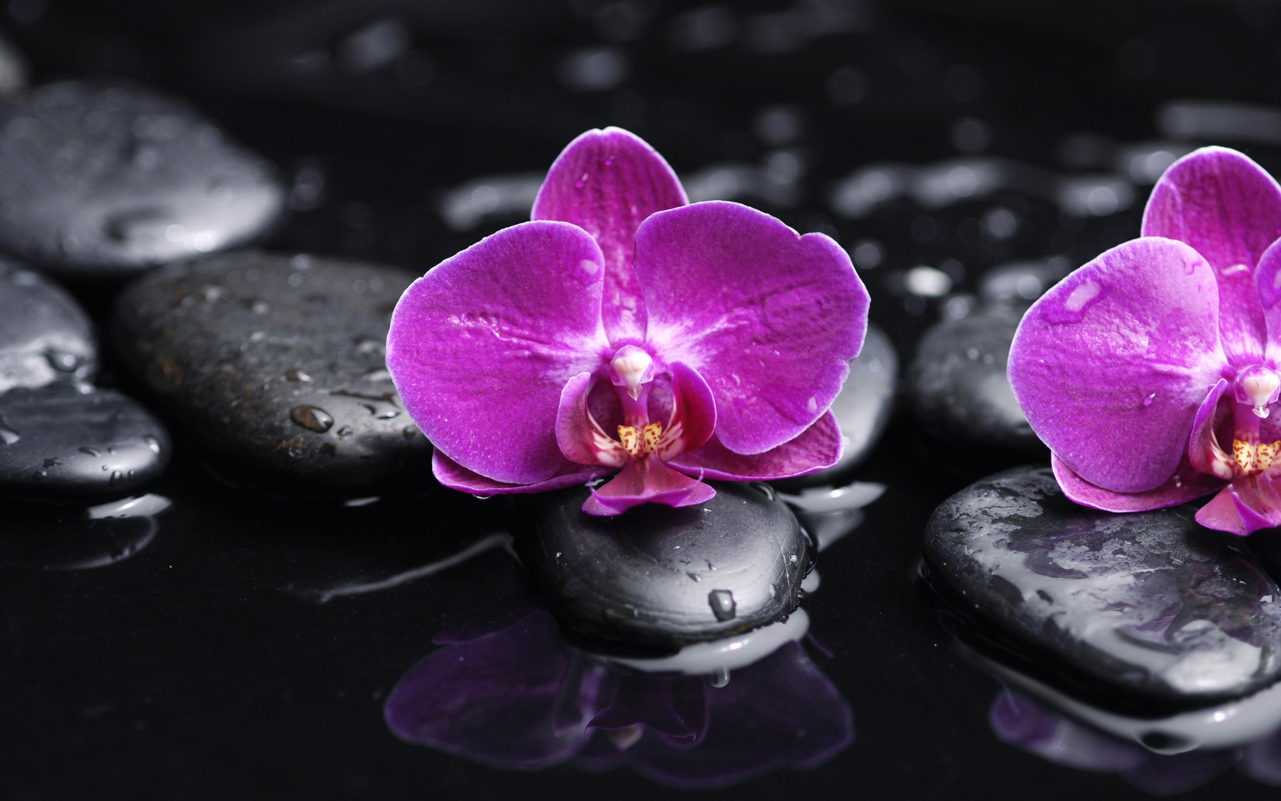 Orchid Wallpaper 2560 X 1440 - HD Wallpaper 