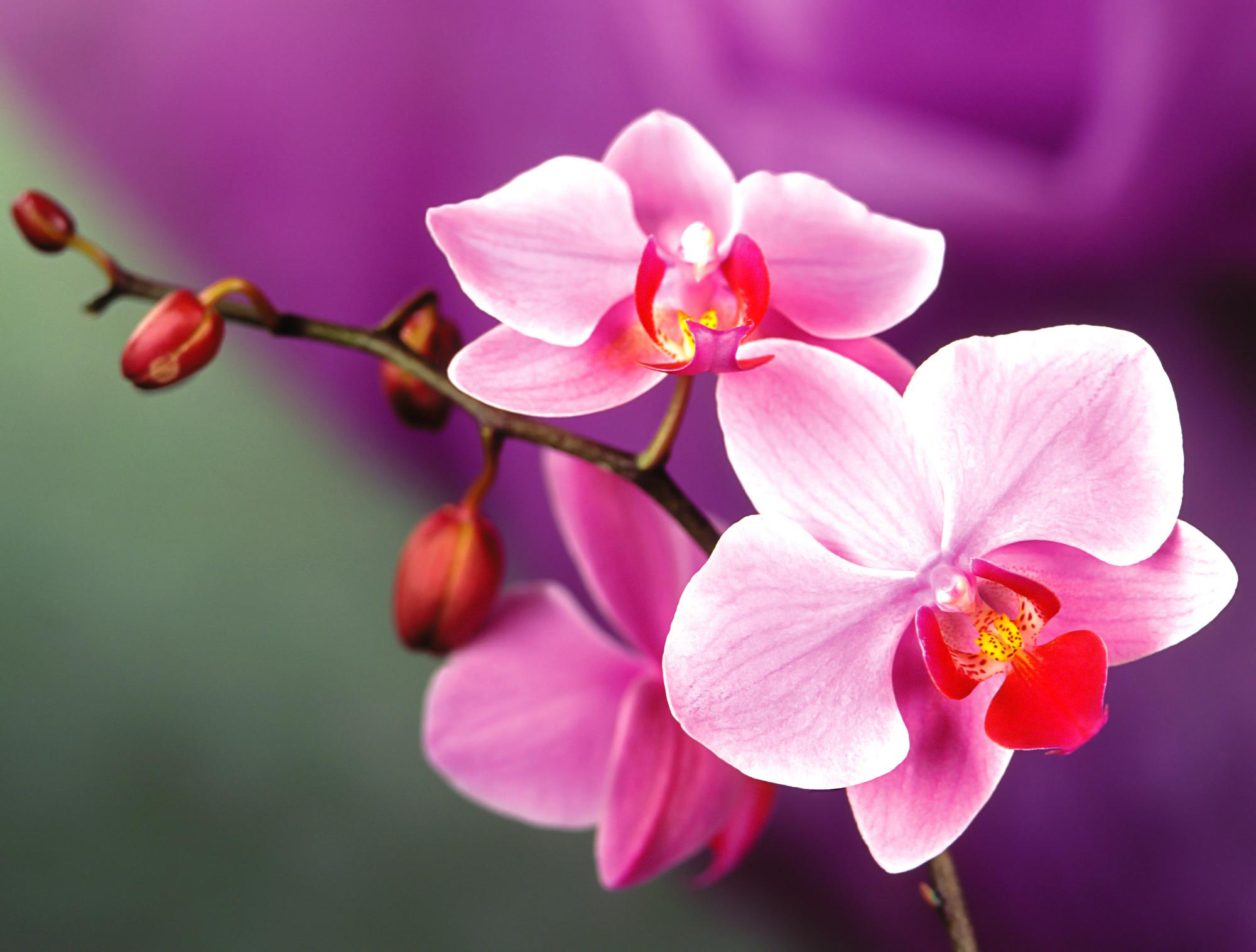 Pink Orchid Flower - HD Wallpaper 