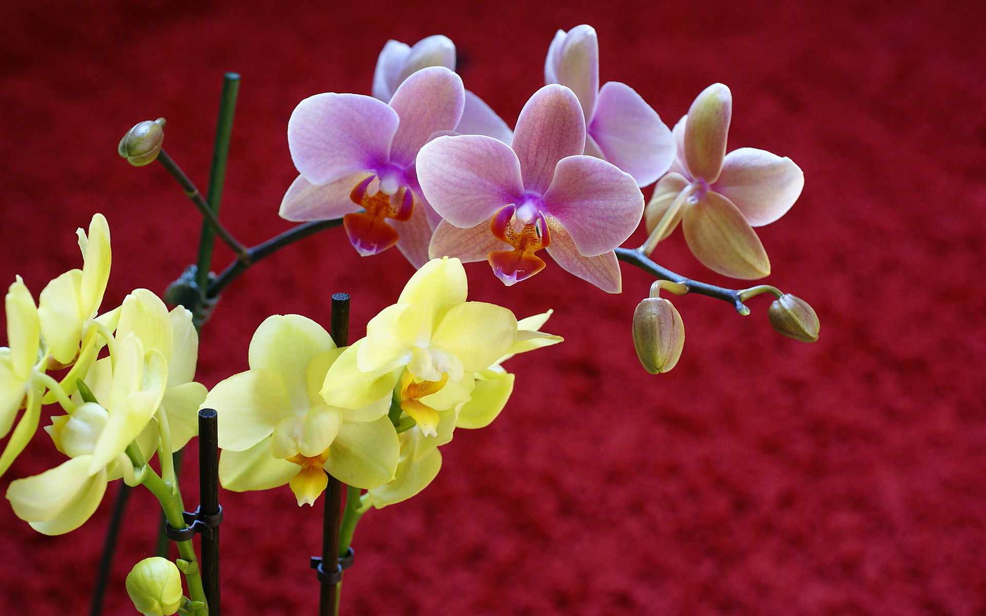 Orchids Background - HD Wallpaper 
