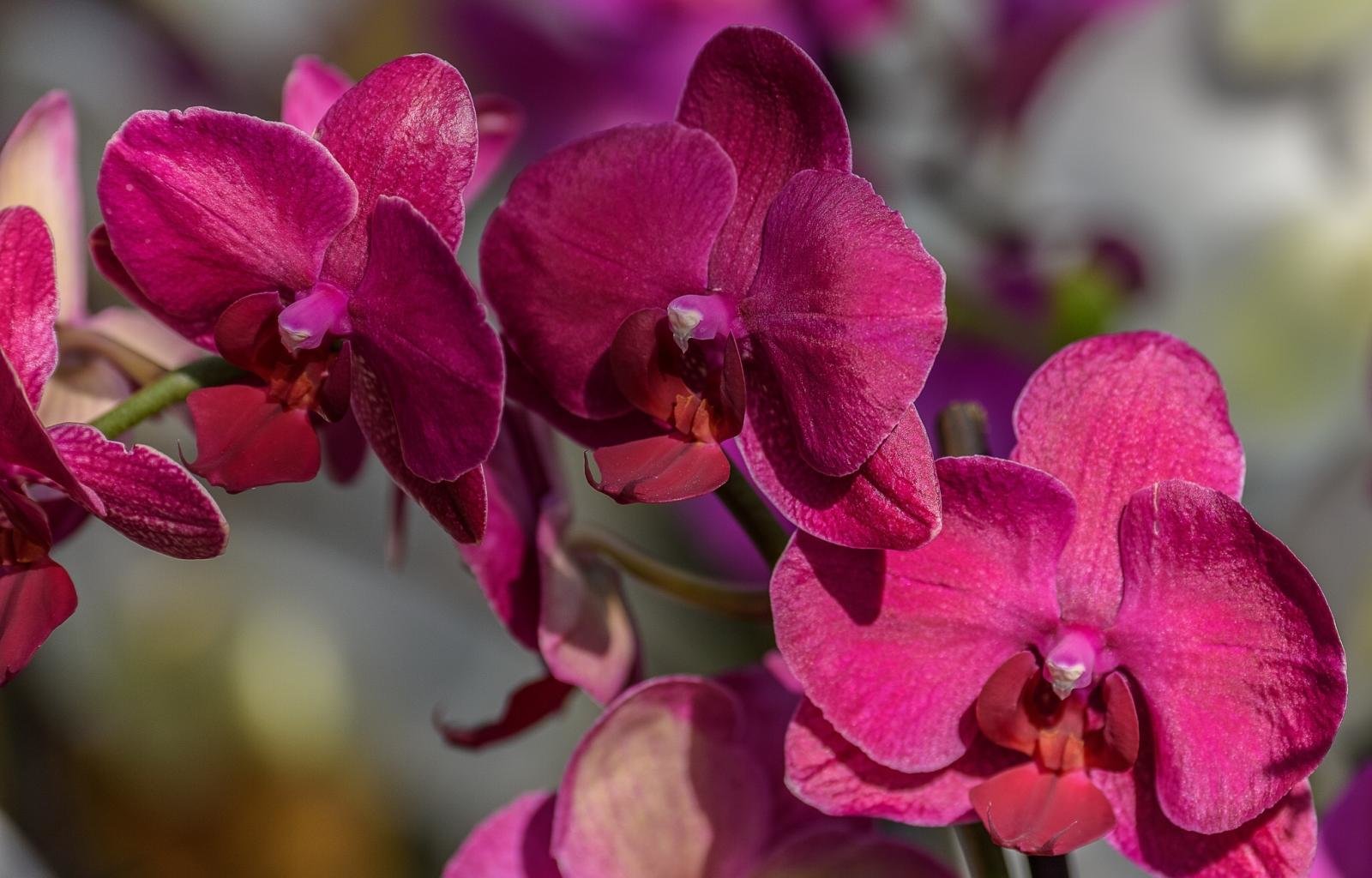 Download Hd Orchid Computer Wallpaper Id - Moth Orchid - HD Wallpaper 