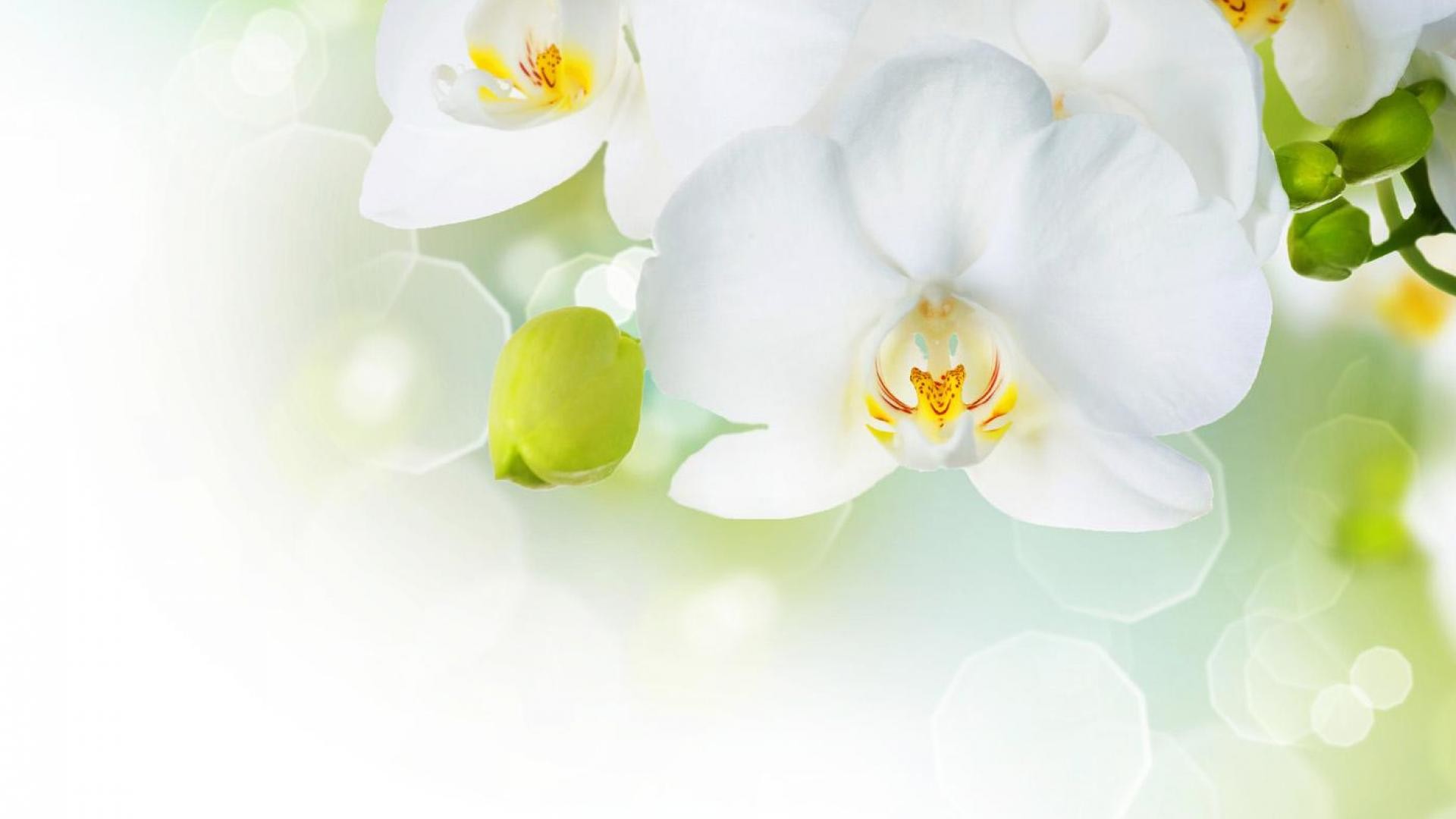 Beautiful White Orchid Flower Wallpaper 
 Data Src - White Orchid White Background - HD Wallpaper 