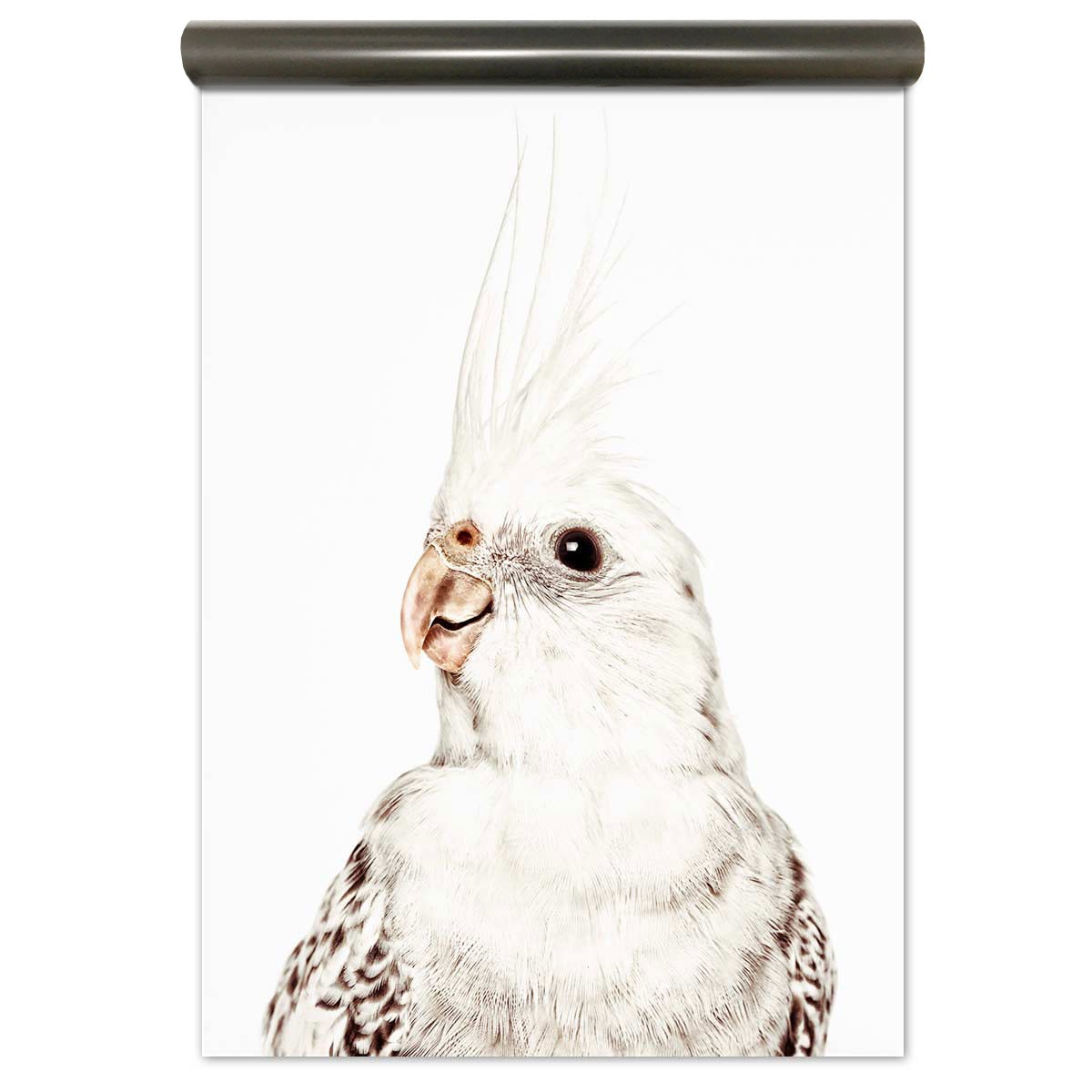 Tapete Kakadu - HD Wallpaper 