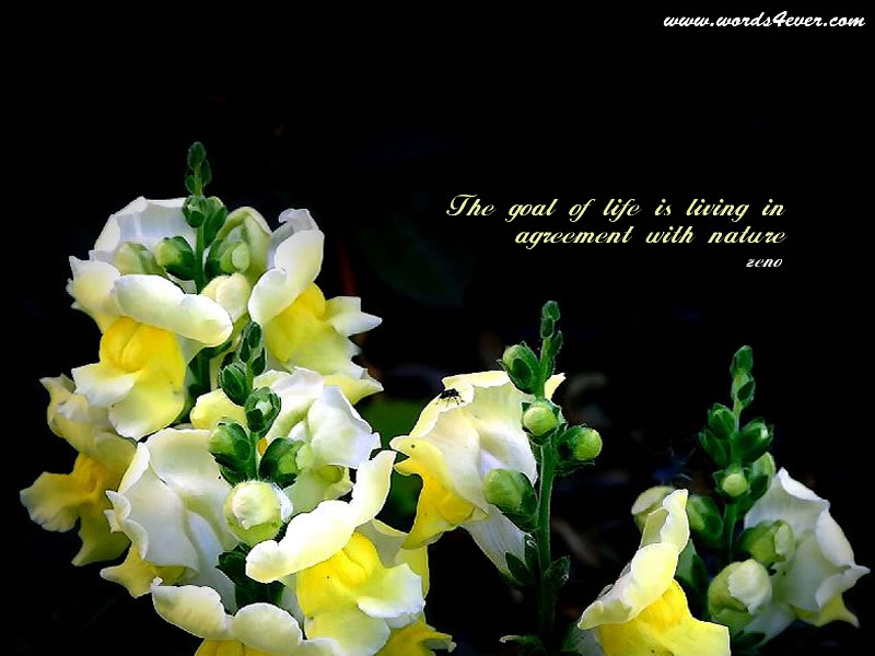 Beautiful Wallpapers With Quotes - Beautiful Quotes On Life - HD Wallpaper 