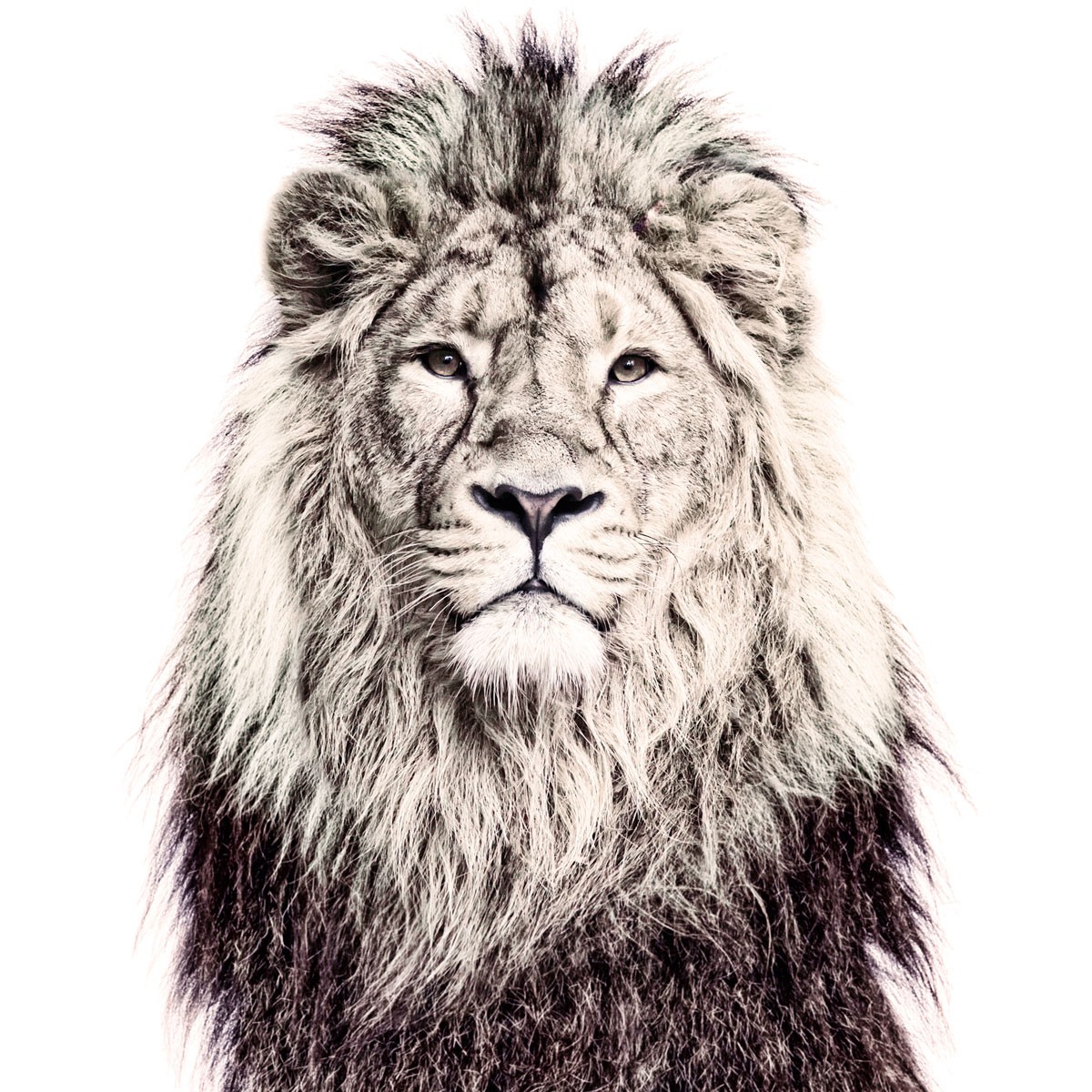 Lion Magnetic Wallpaper - Lion Magnetic - HD Wallpaper 