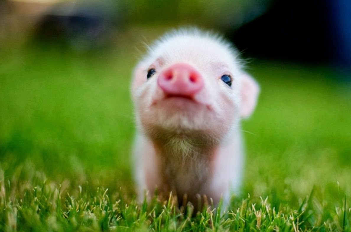 Baby Animal Wallpaper 11x7 Wallpaper Teahub Io