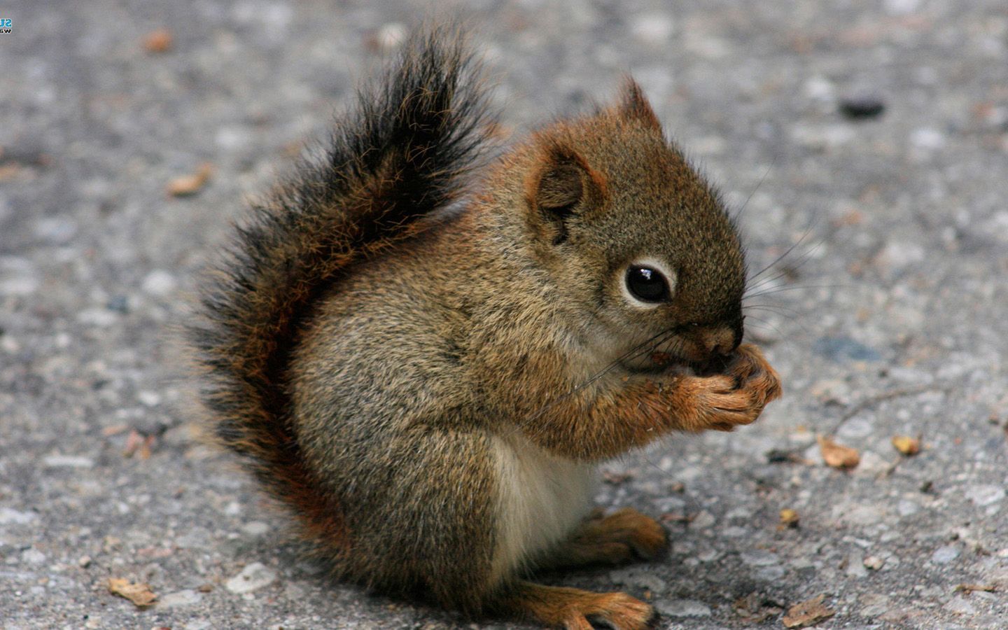 Cute Baby Animals 1440x900 Wallpaper Teahub Io Cute Baby Animals 1440x900 Wallpaper Teahub Io