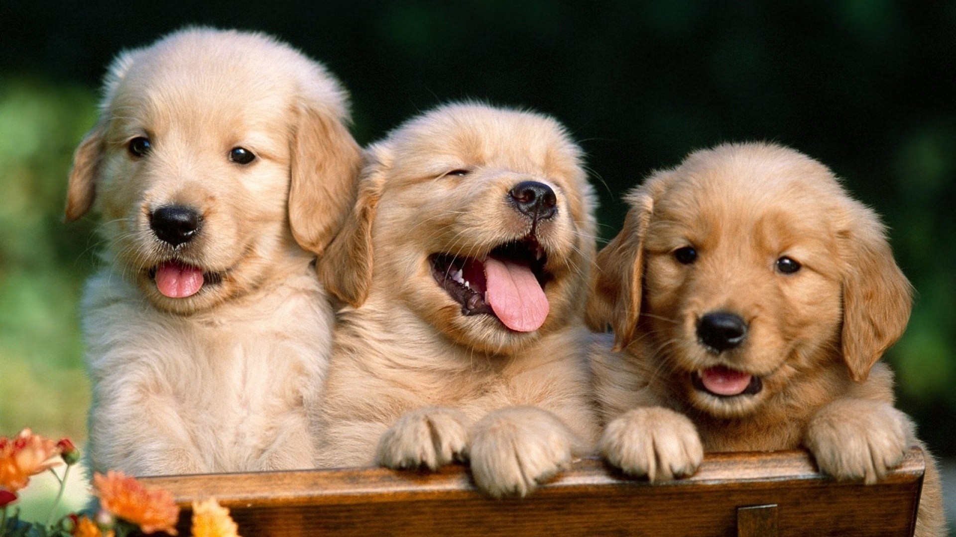 1920x1080, Cute Animal Wallpaper Hd Desktop - Animals Hd Wallpapers For Desktop - 1920x1080 Wallpaper 1920x1080, Cute Animal Wallpaper Hd Desktop - Animals Hd Wallpapers For Desktop - 1920x1080 Wallpaper