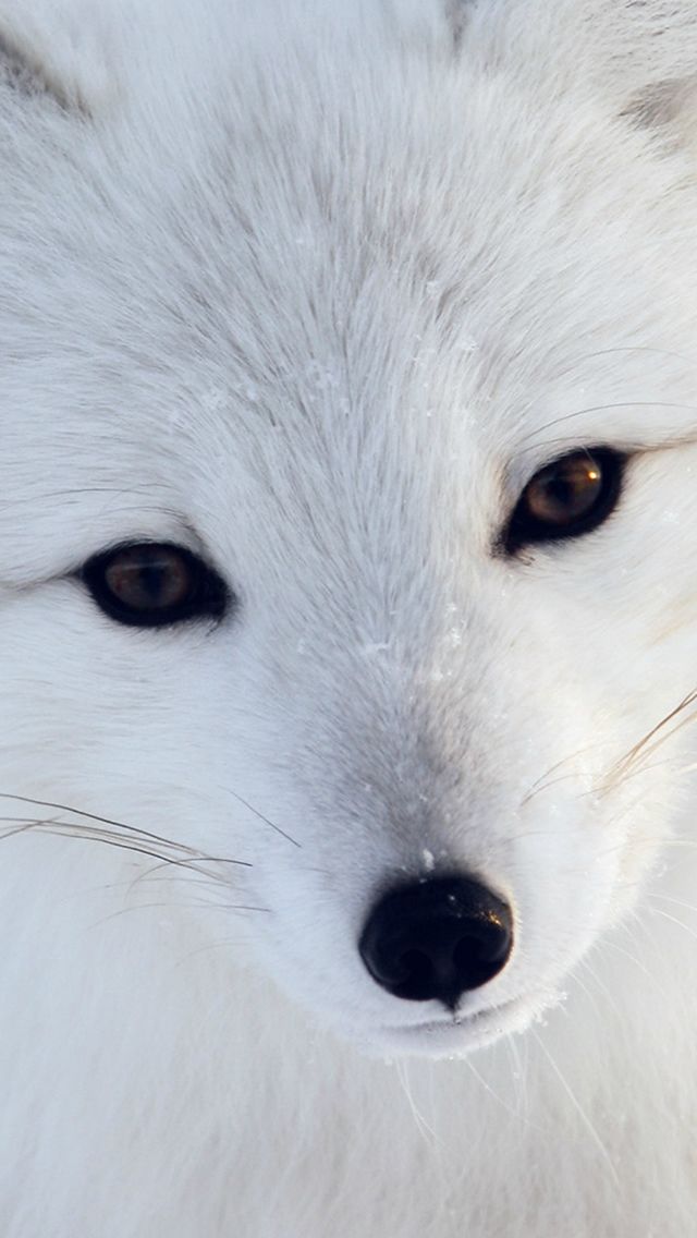 Cute Animals Wallpaper For Iphone - HD Wallpaper 