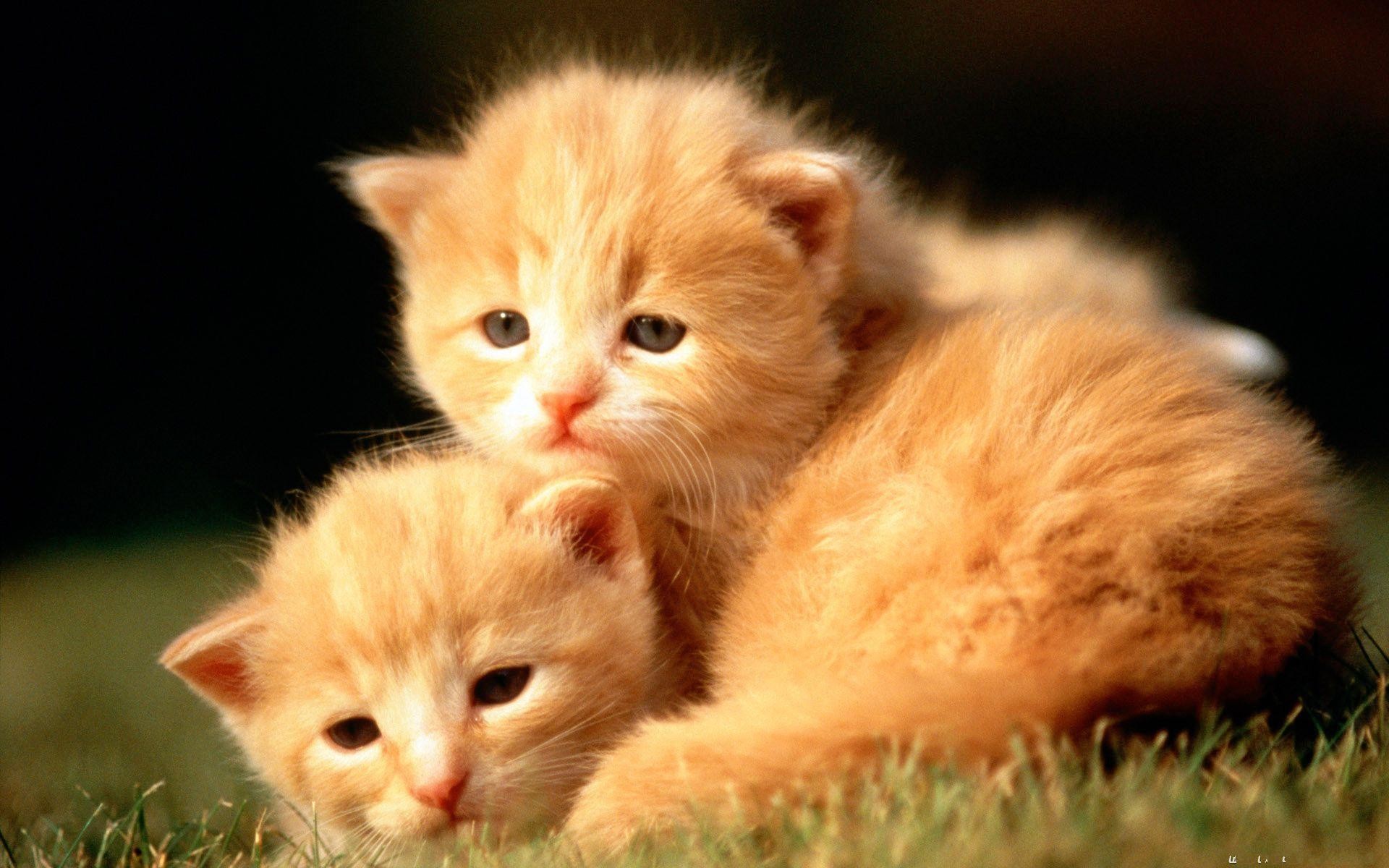 Cute Baby Animal Pictures Wallpapers - Good Morning Cute Cats - HD Wallpaper 