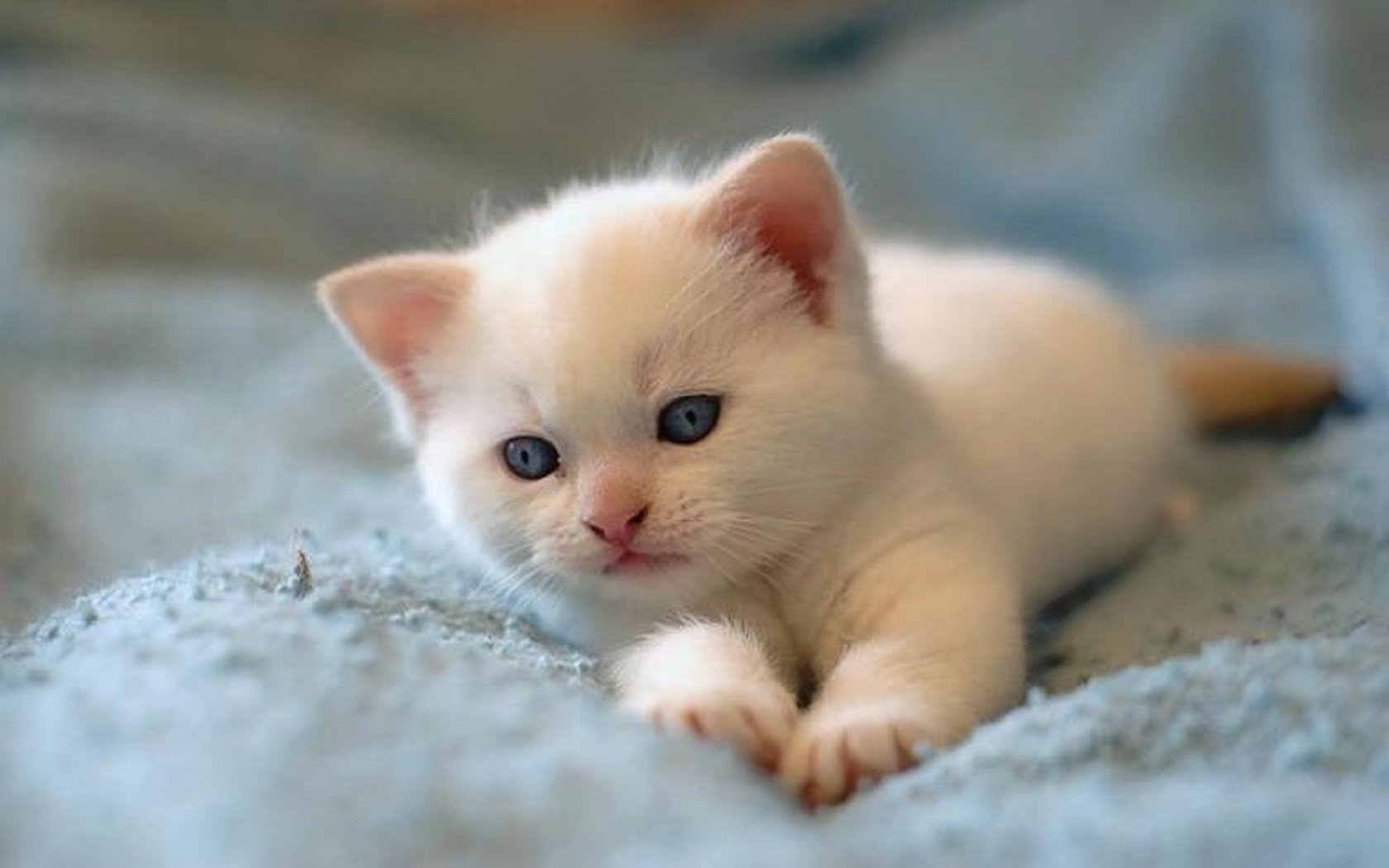 Cute Cat Images Hd - HD Wallpaper 