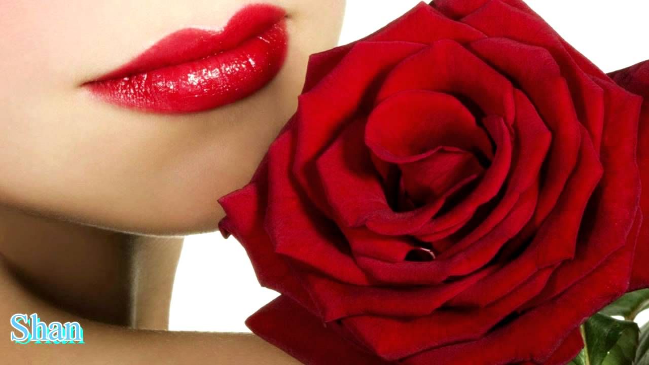 Gulab Ka Phool Download - 1280x720 Wallpaper Gulab Ka Phool Download - 1280x720 Wallpaper