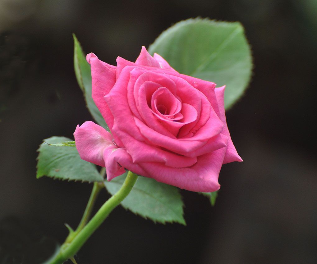 Gulab Phool - HD Wallpaper 