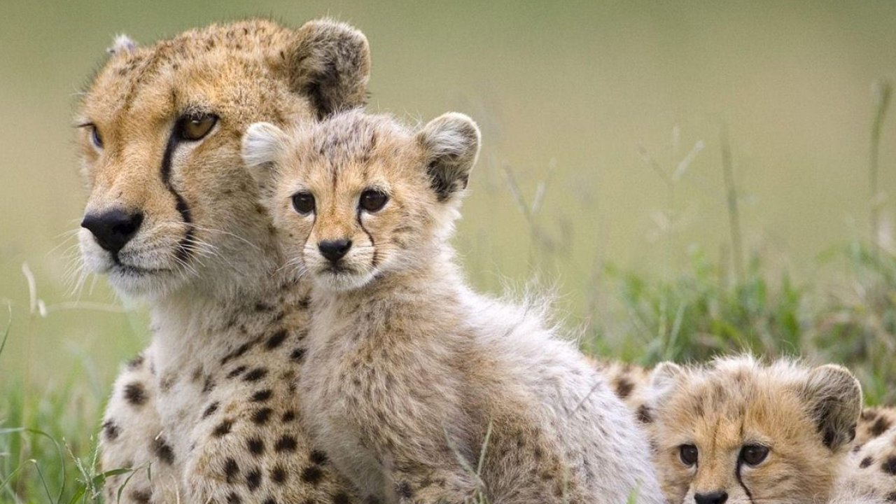 Cute Animal Wallpapers, Puffy, Hd Wild Life Photos, - Baby Cheetah  Wallpaper Hd - 1280x720 Wallpaper 