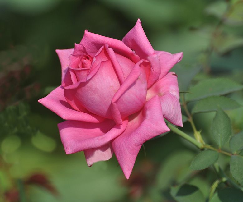 Gulab Ka Phool Hd New - 780x650 Wallpaper Gulab Ka Phool Hd New - 780x650 Wallpaper