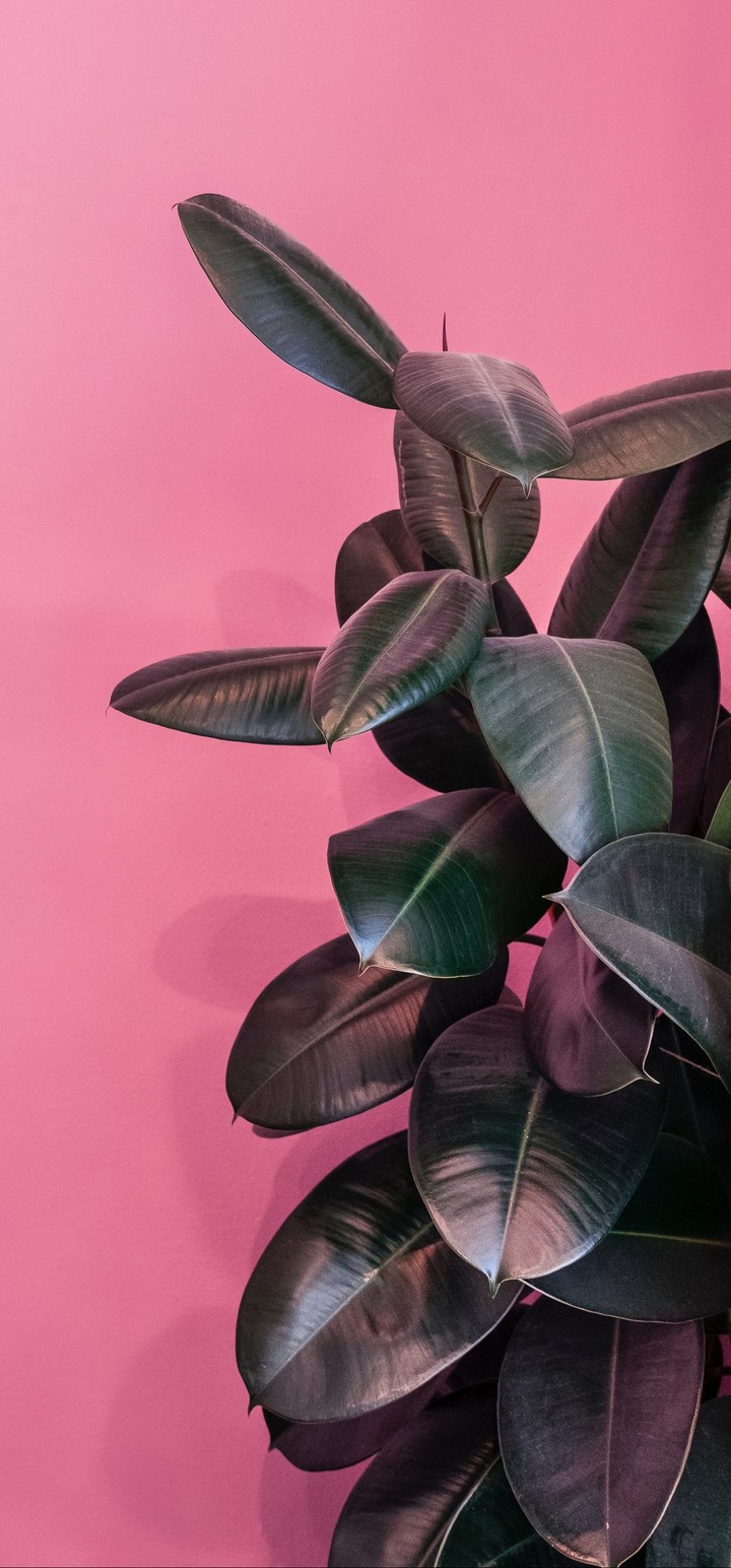 Plant Leaves Exotic Wallpaper - Exotic Plant - HD Wallpaper 