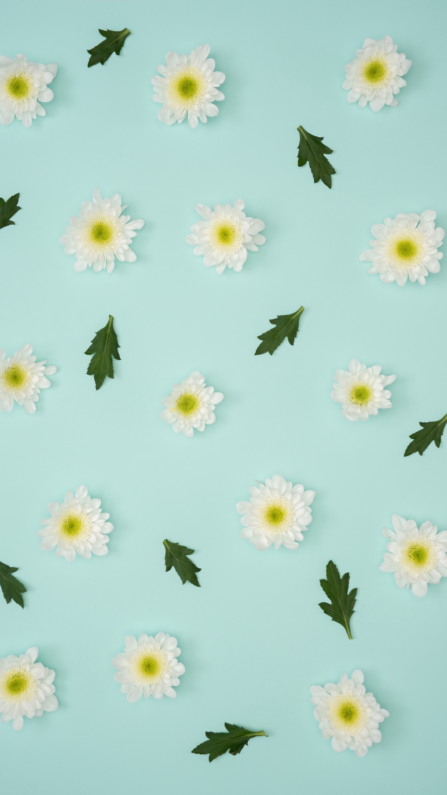 Wallpaper Chamomile, Leaves, Minimalism, Pastel - Pastel Wallpapers For Iphone - HD Wallpaper 