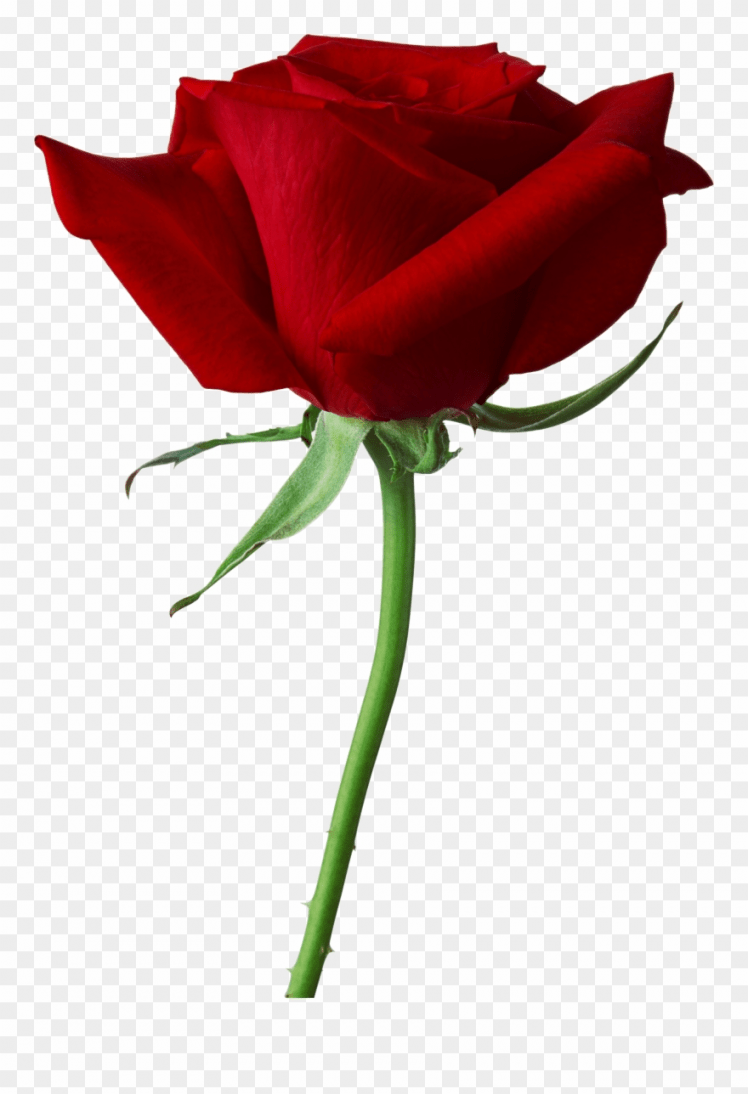 Png Gulab Ka Phool Clipart - Rose Images High Resolution - 748x1094 Wallpaper Png Gulab Ka Phool Clipart - Rose Images High Resolution - 748x1094 Wallpaper