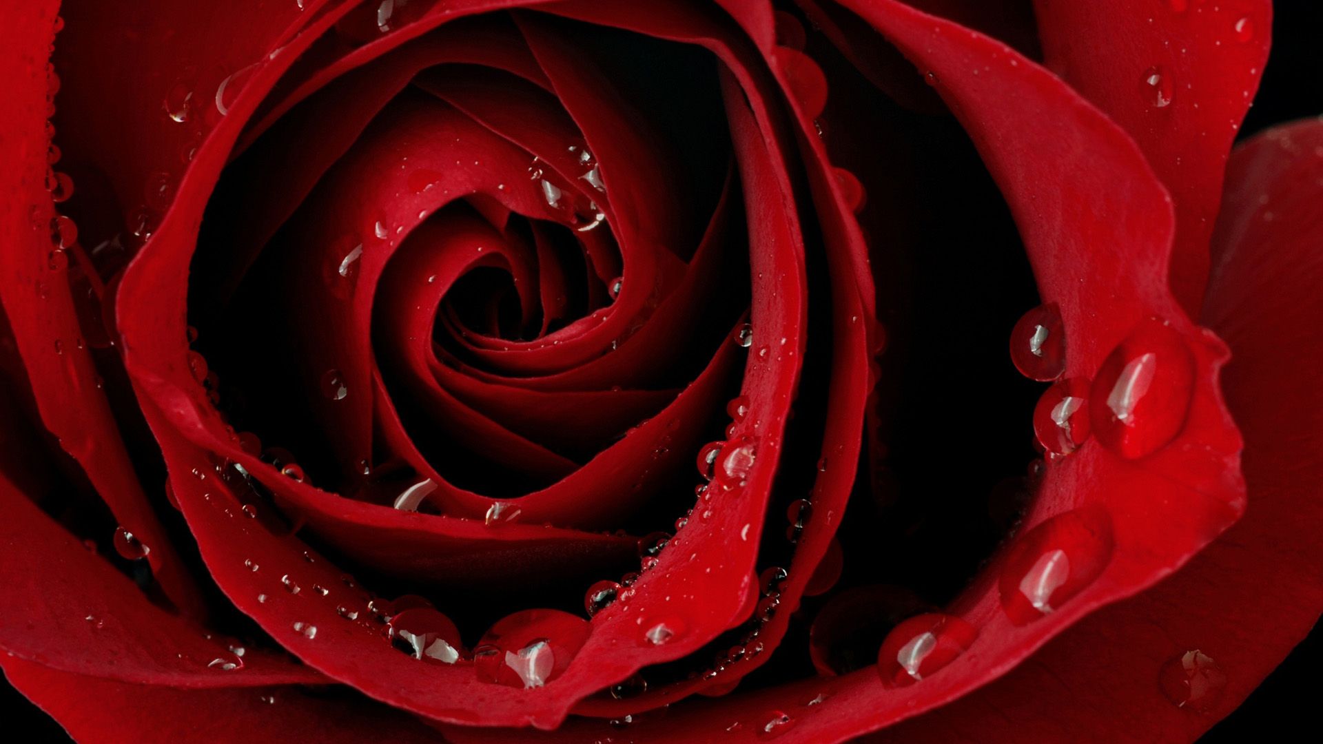 Full Screen Rose Images Hd - HD Wallpaper 