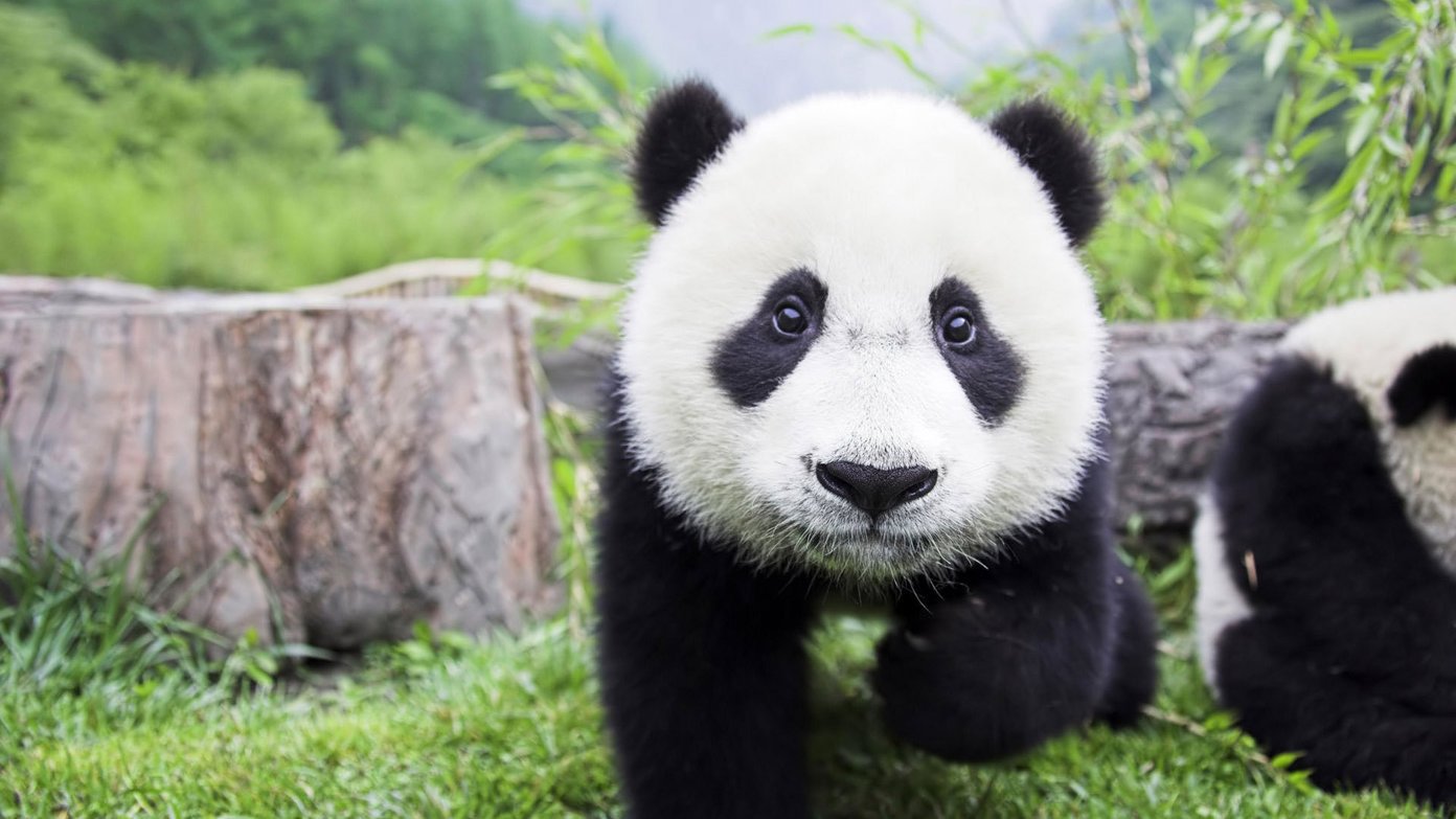 Cute Animal Wallpapers - Front View Of A Panda - HD Wallpaper 