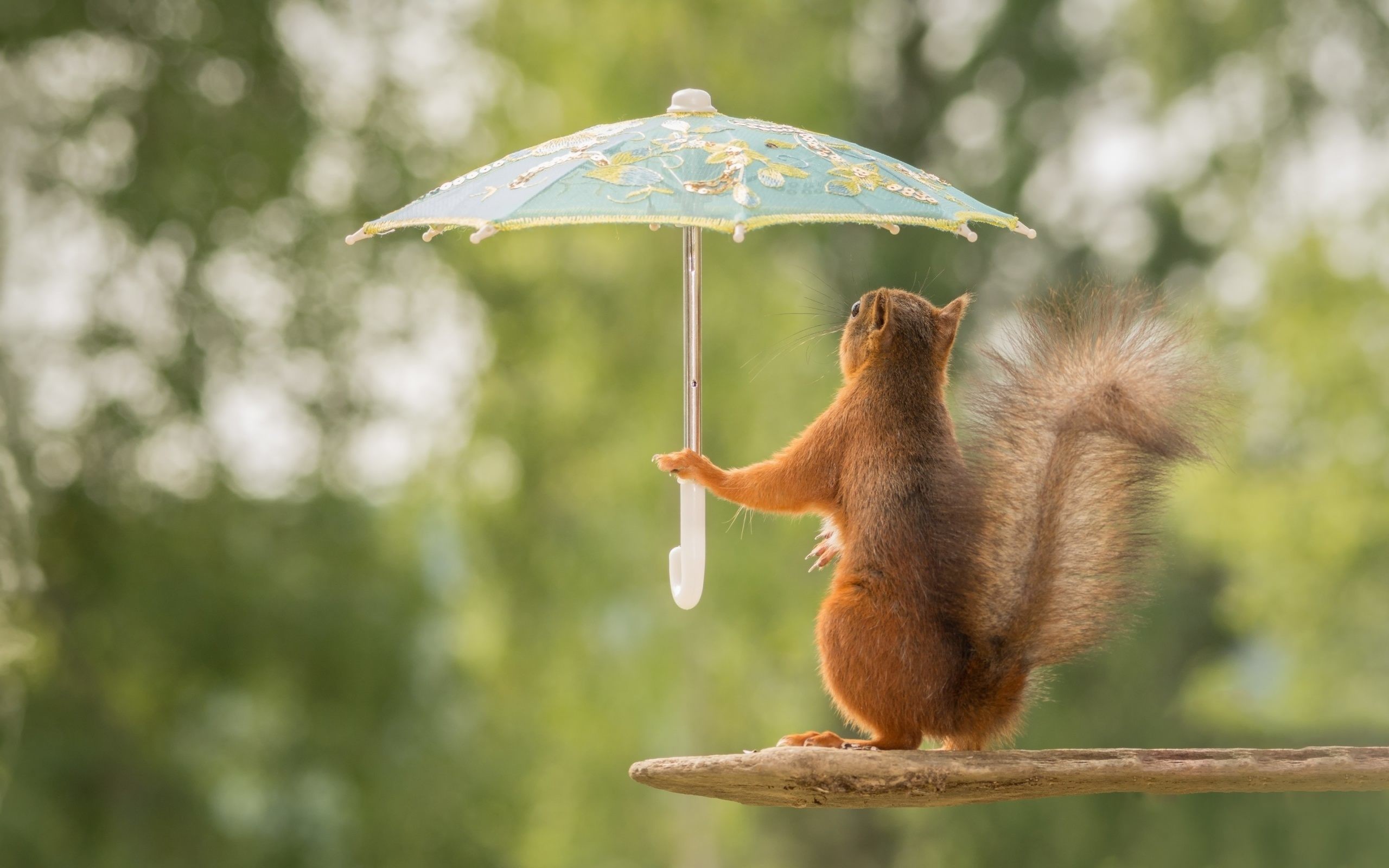 0 Funny Image Wallpapers Funny Wallpapers Backgrounds - Squirrel Hd Wallpaper 1080p - HD Wallpaper 