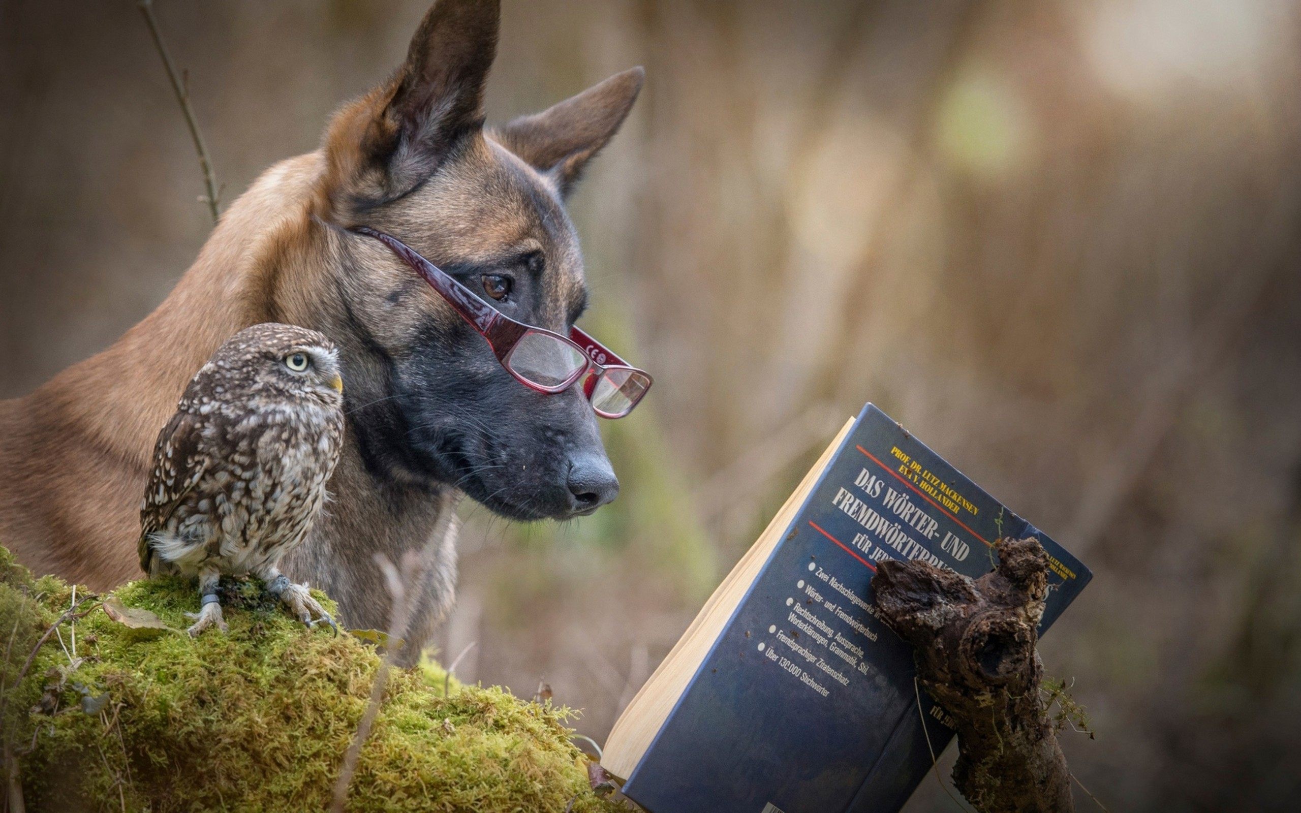 Comedy Wallpapers, Top Comedy Hq Images, Comedy Wd - Funny Dogs Desktop Backgrounds - HD Wallpaper 