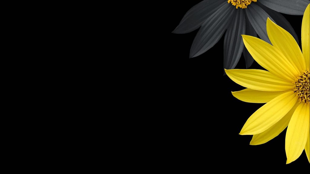 Hd Wallpapers 3d Flower - HD Wallpaper 