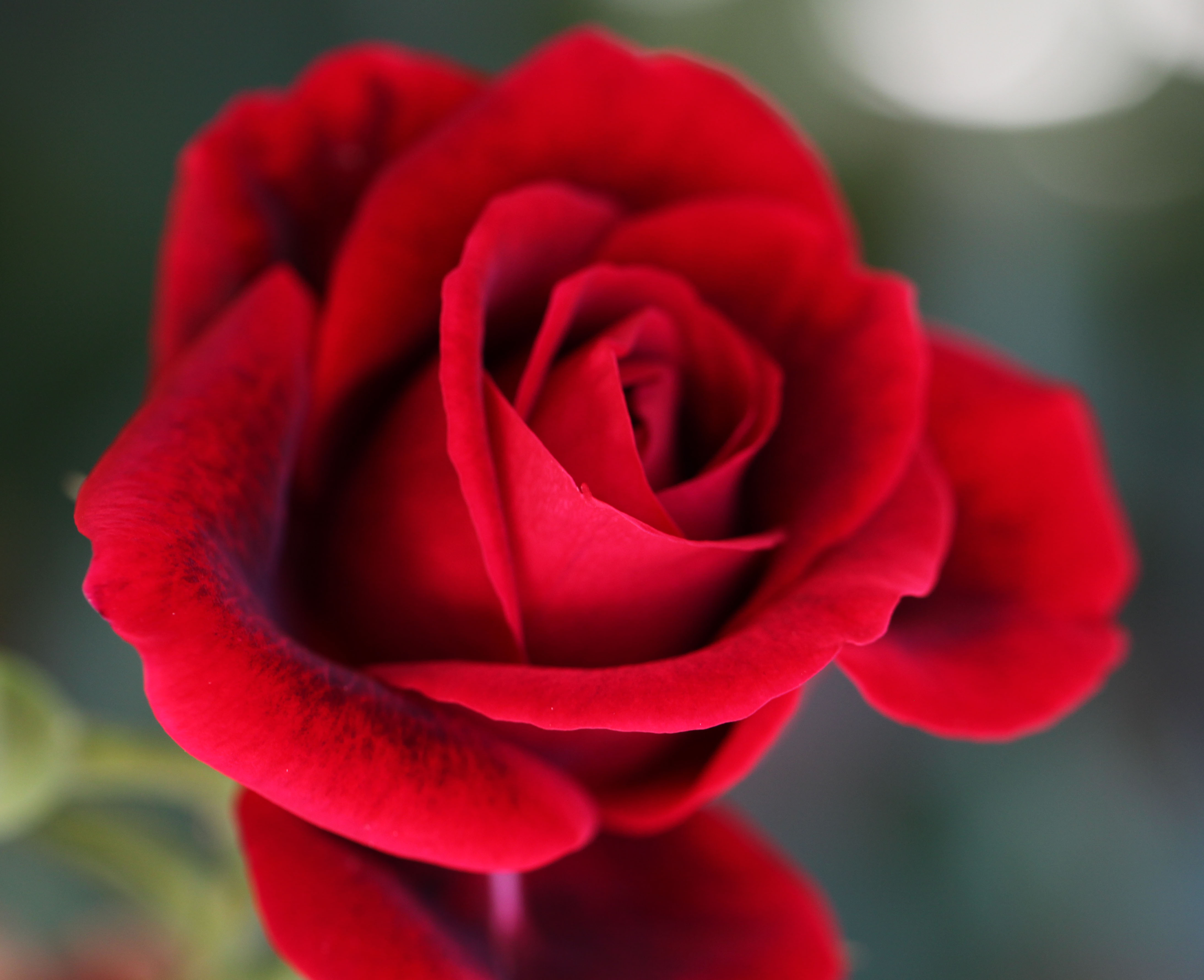 The First Spring Rose Blooms In My Garden - Roses Are Red Meme - HD Wallpaper 