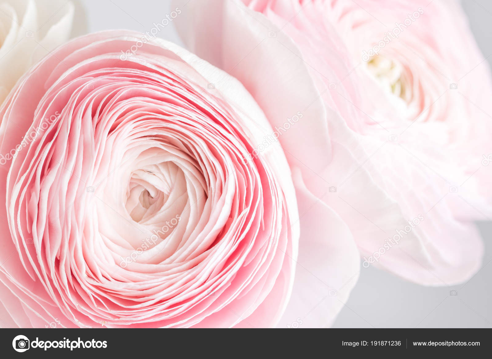 Buttercup - HD Wallpaper 