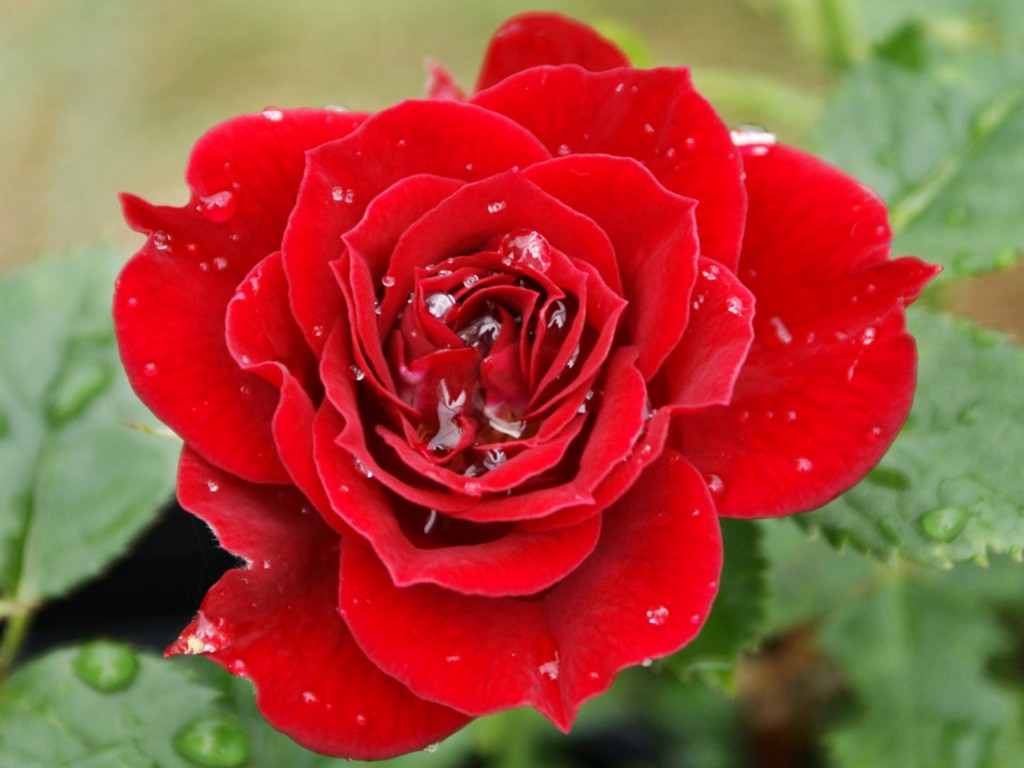 Most Beautiful Red Rose Gardens In The World - 1024x768 Wallpaper - Most Beautiful Red Rose Gardens In The World - 1024x768 Wallpaper -