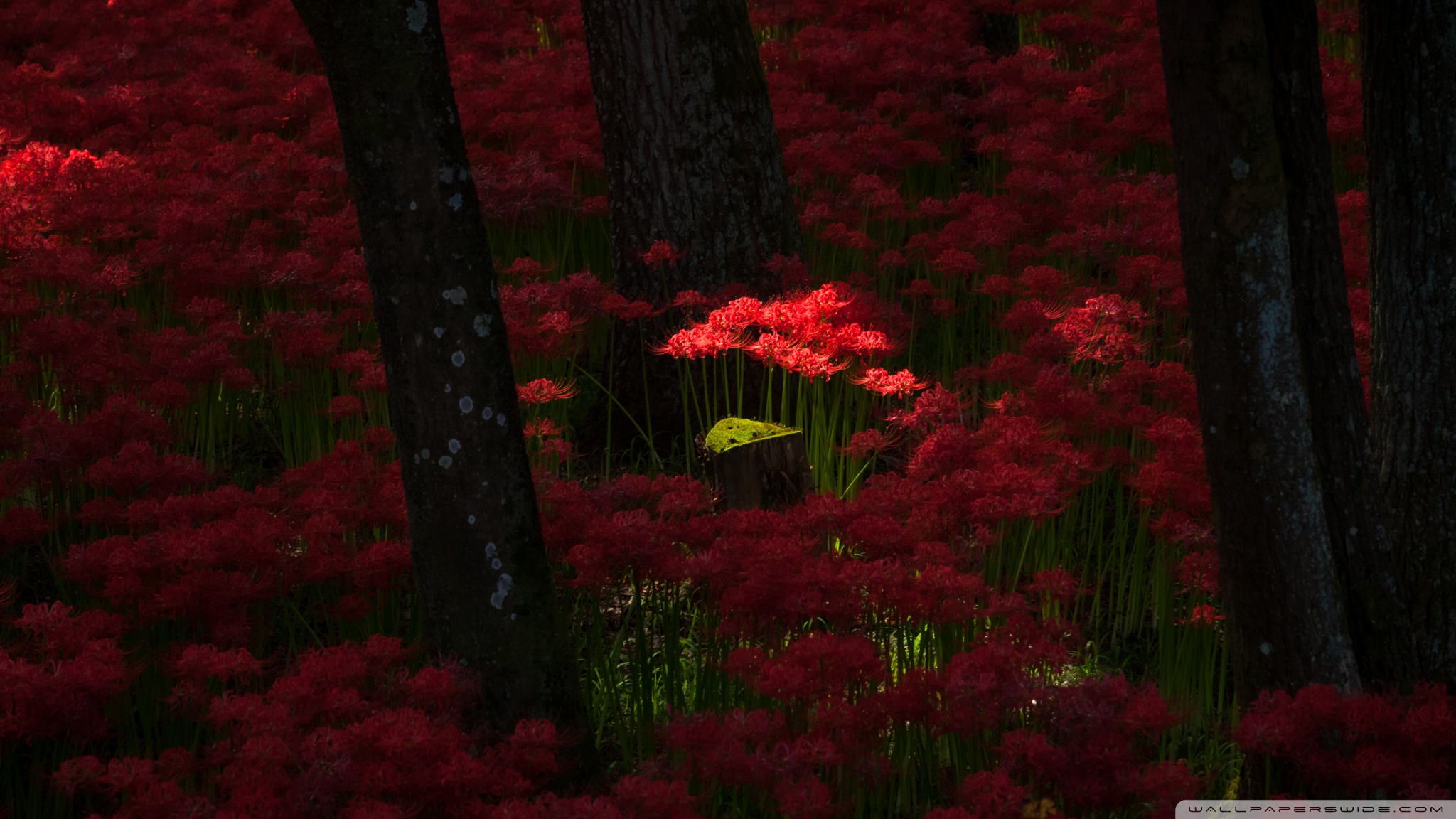 Curtain - HD Wallpaper 