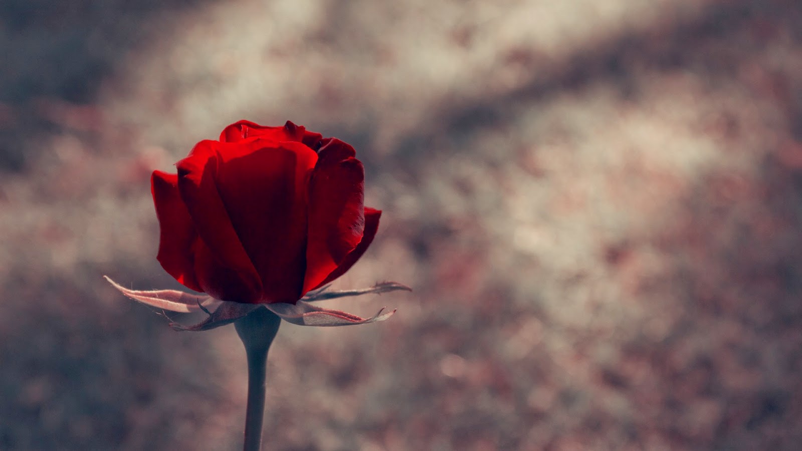 Gulab Ka Phool Wallpaper Hd - Rose Background For Pc - 1600x900 Wallpaper - Gulab Ka Phool Wallpaper Hd - Rose Background For Pc - 1600x900 Wallpaper -