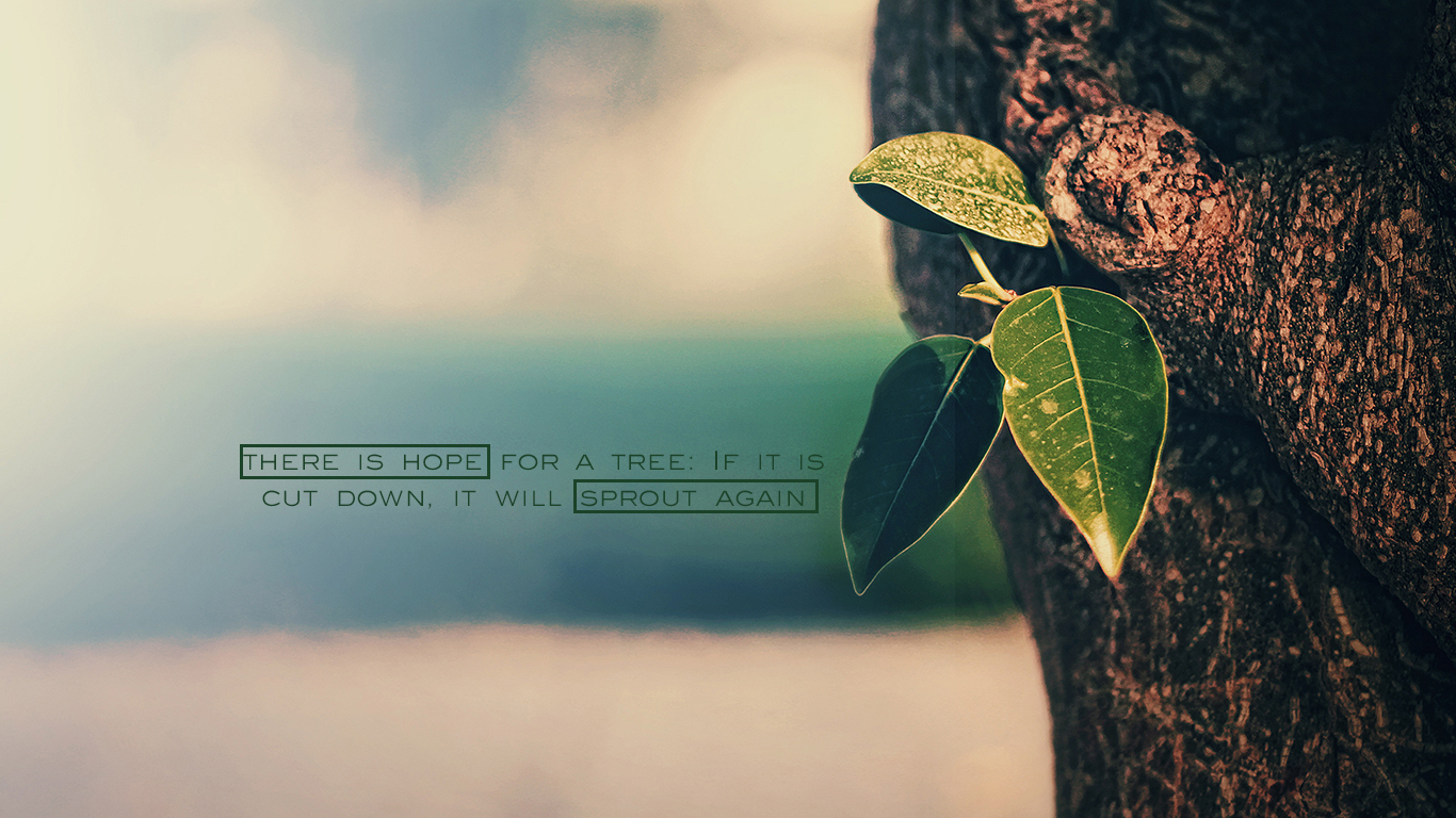 There Is Hope For A Tree Christian Wallpaper Hd - Hope - HD Wallpaper 