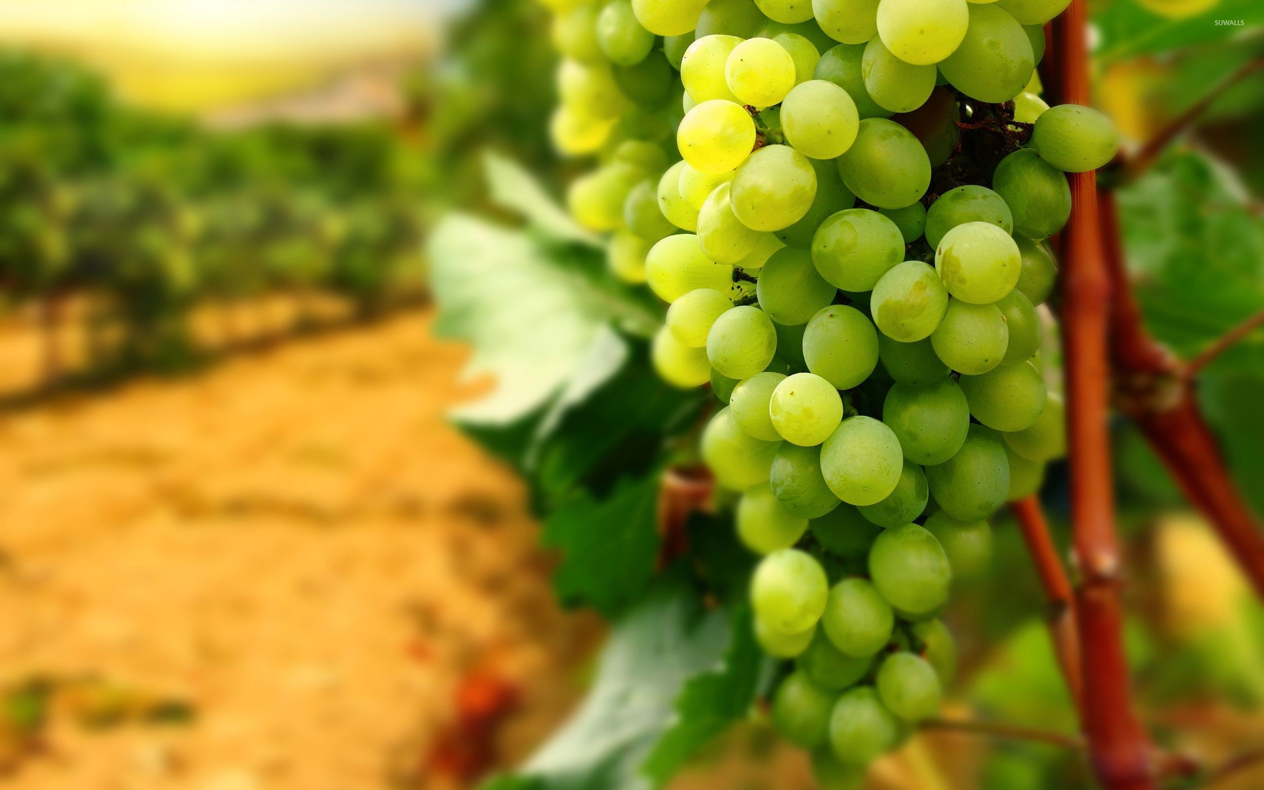 Grapes Wallpaper 
 Data Src Wallpaper Grapes Samsung - Proverbs 28 20 In Tamil - HD Wallpaper 